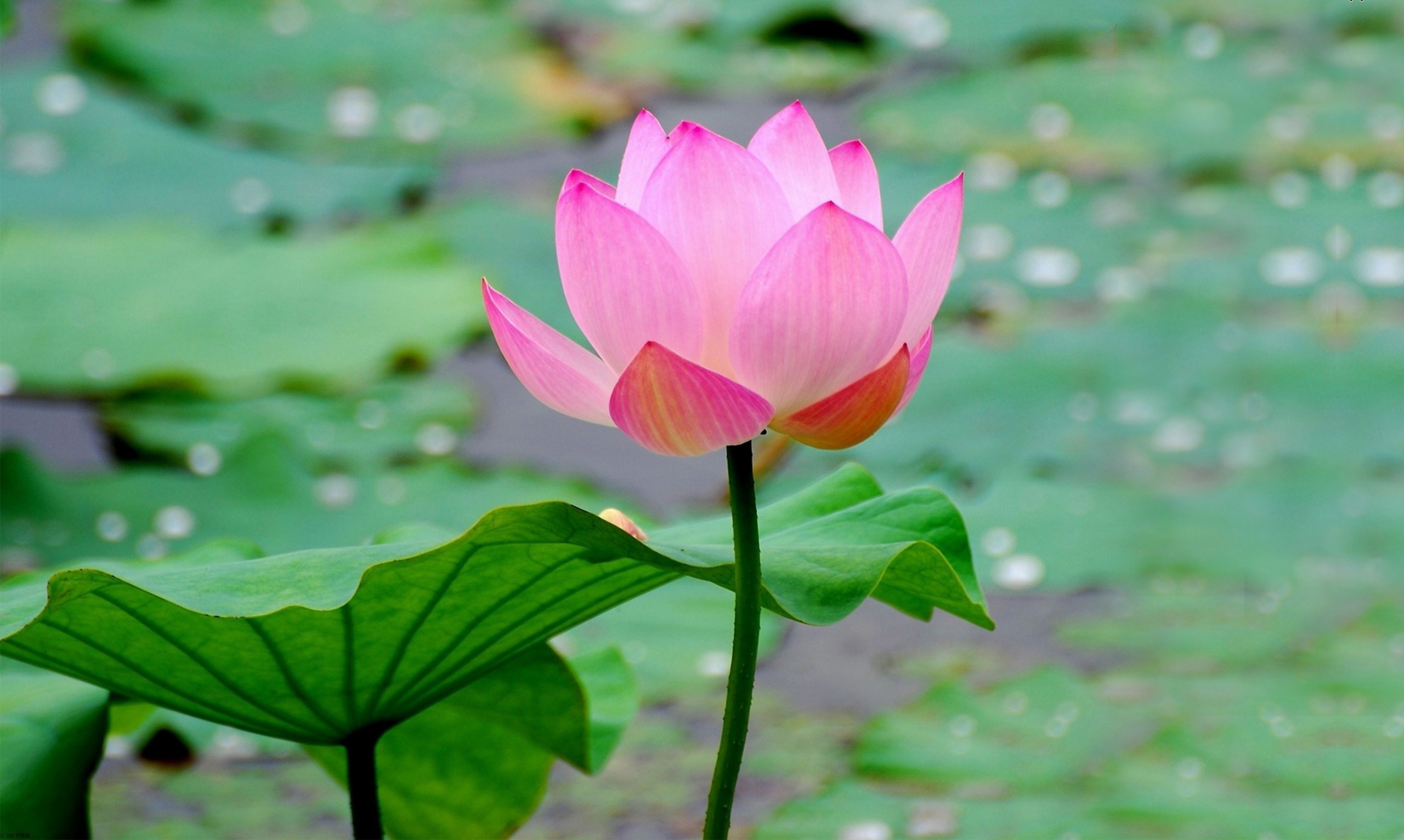 Lotus Flower Images Download Wallpapers