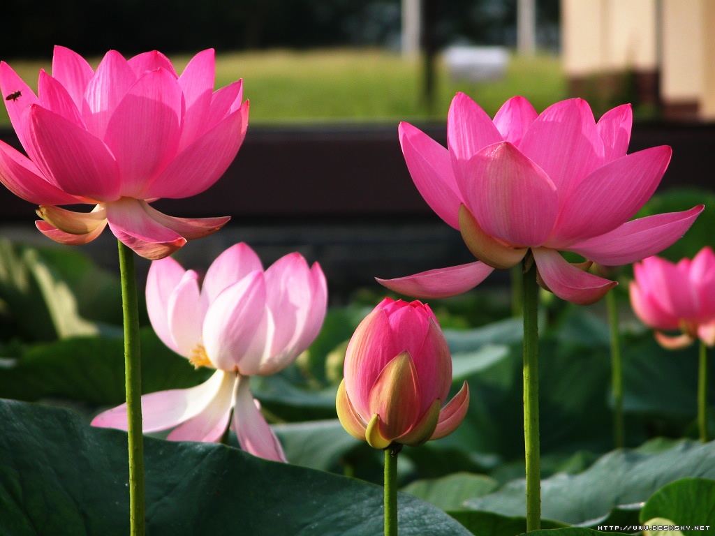 Lotus Flower Images Download Wallpapers