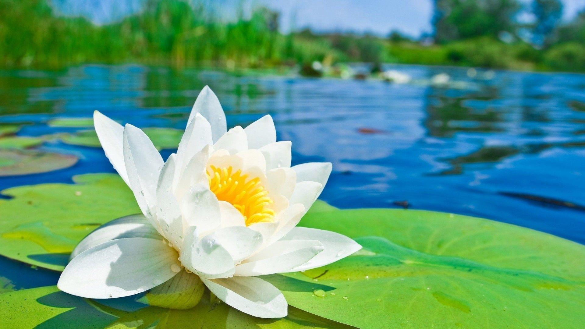 Lotus Flower Images Download Wallpapers