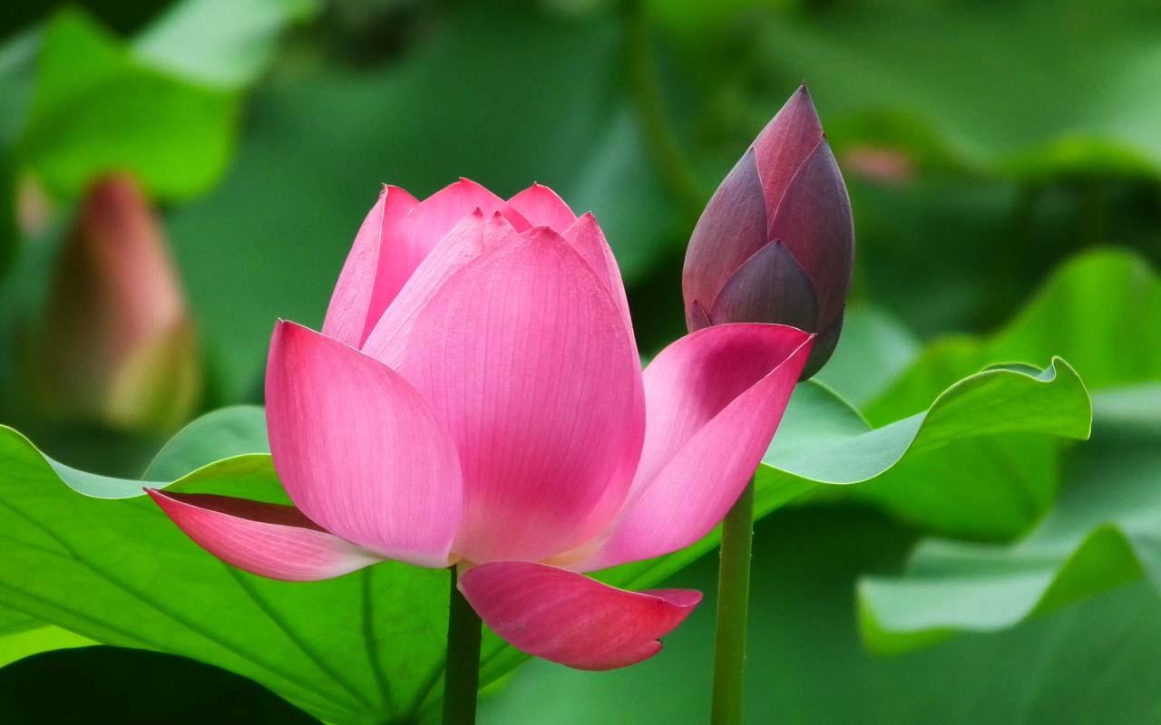 Lotus Flower Images Download Wallpapers