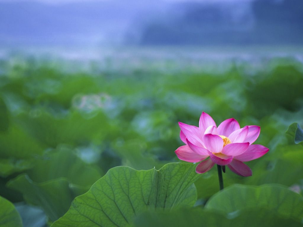 Lotus Flower Images Download Wallpapers