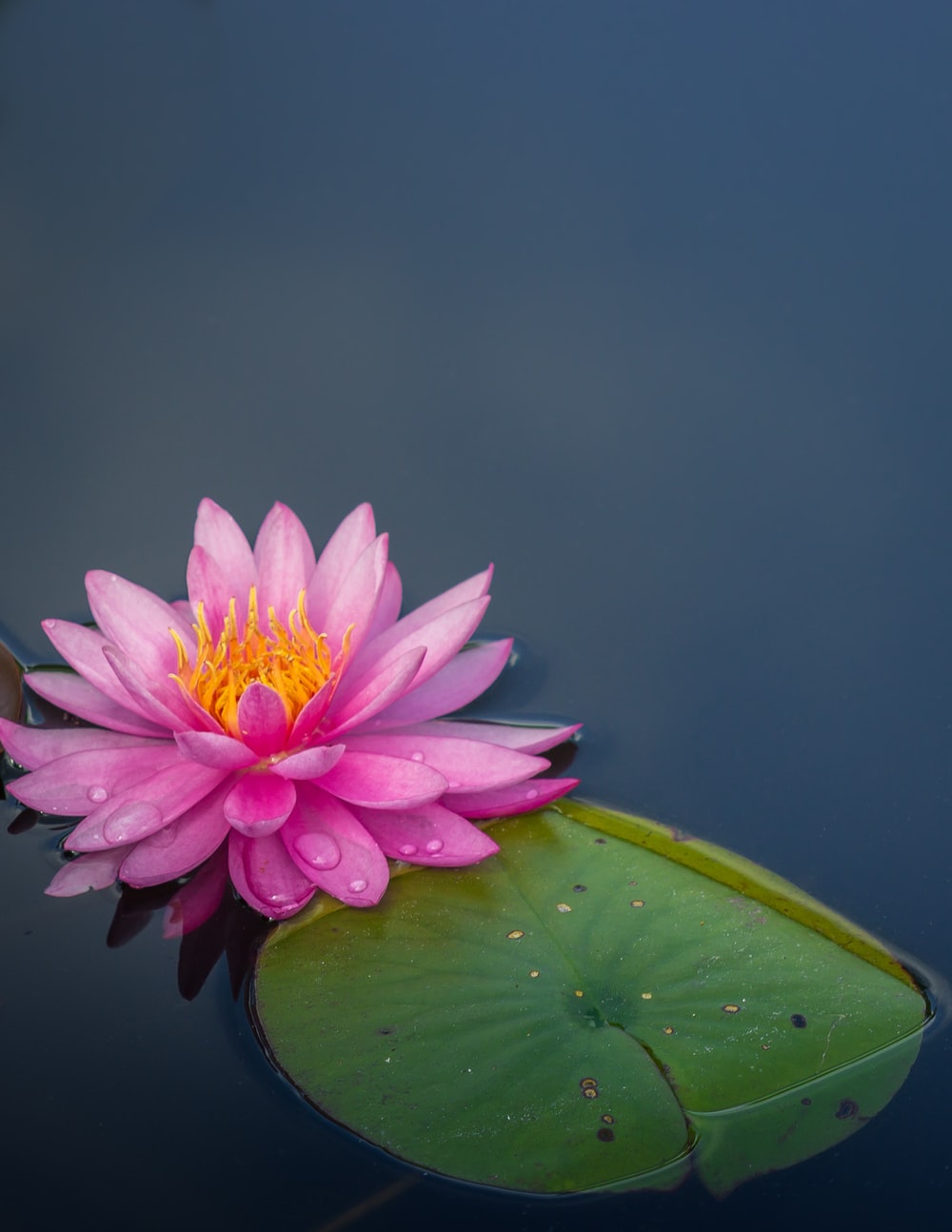 Lotus Flower Images Download Wallpapers