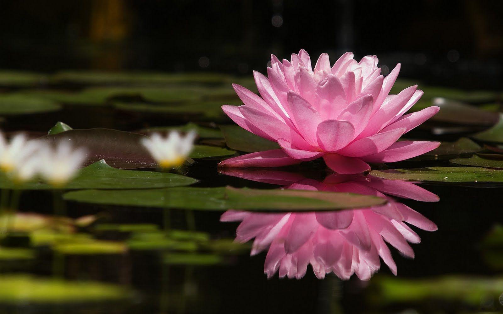 Lotus Flower Images Download Wallpapers