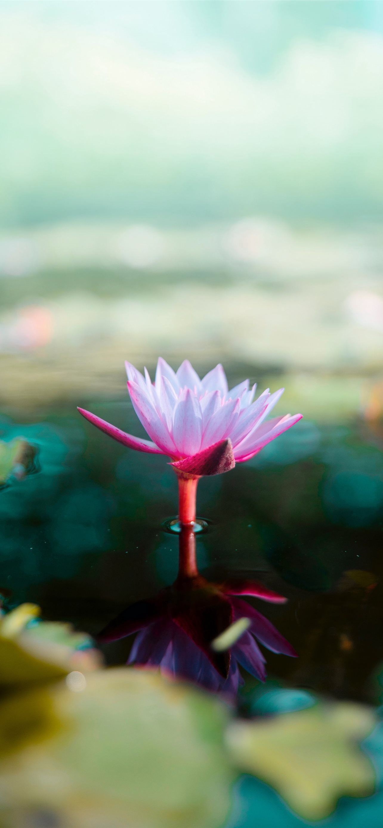 Lotus Flower Images Download Wallpapers