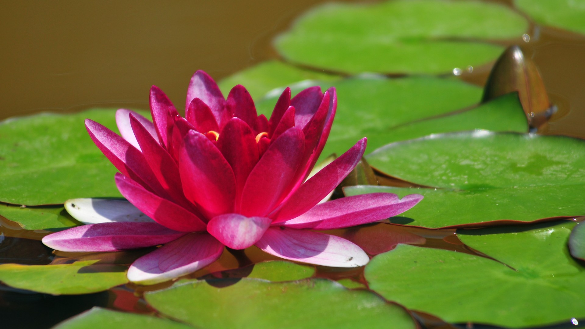 Lotus Flower Images Download Wallpapers