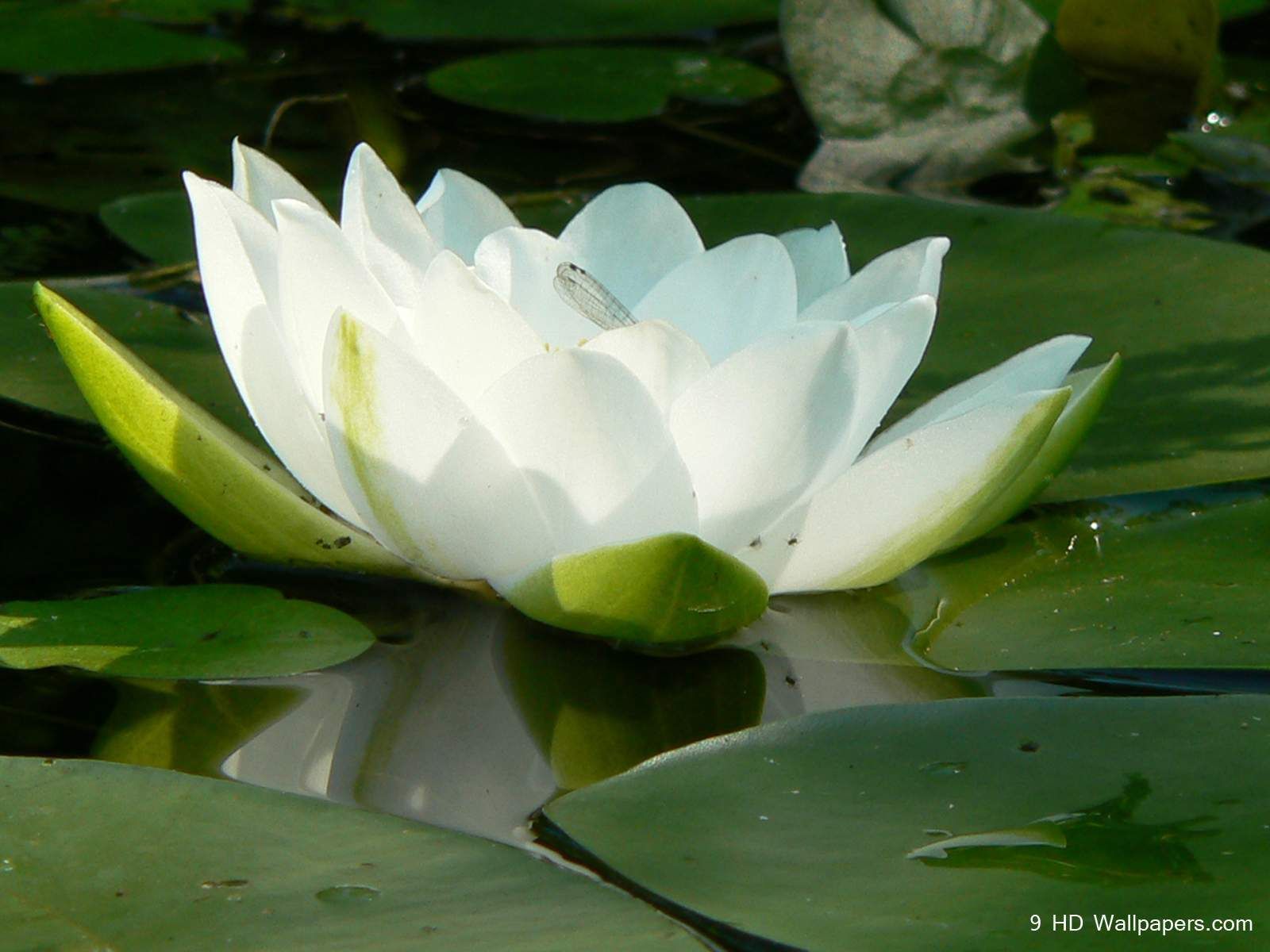 Lotus Flower Images Download Wallpapers