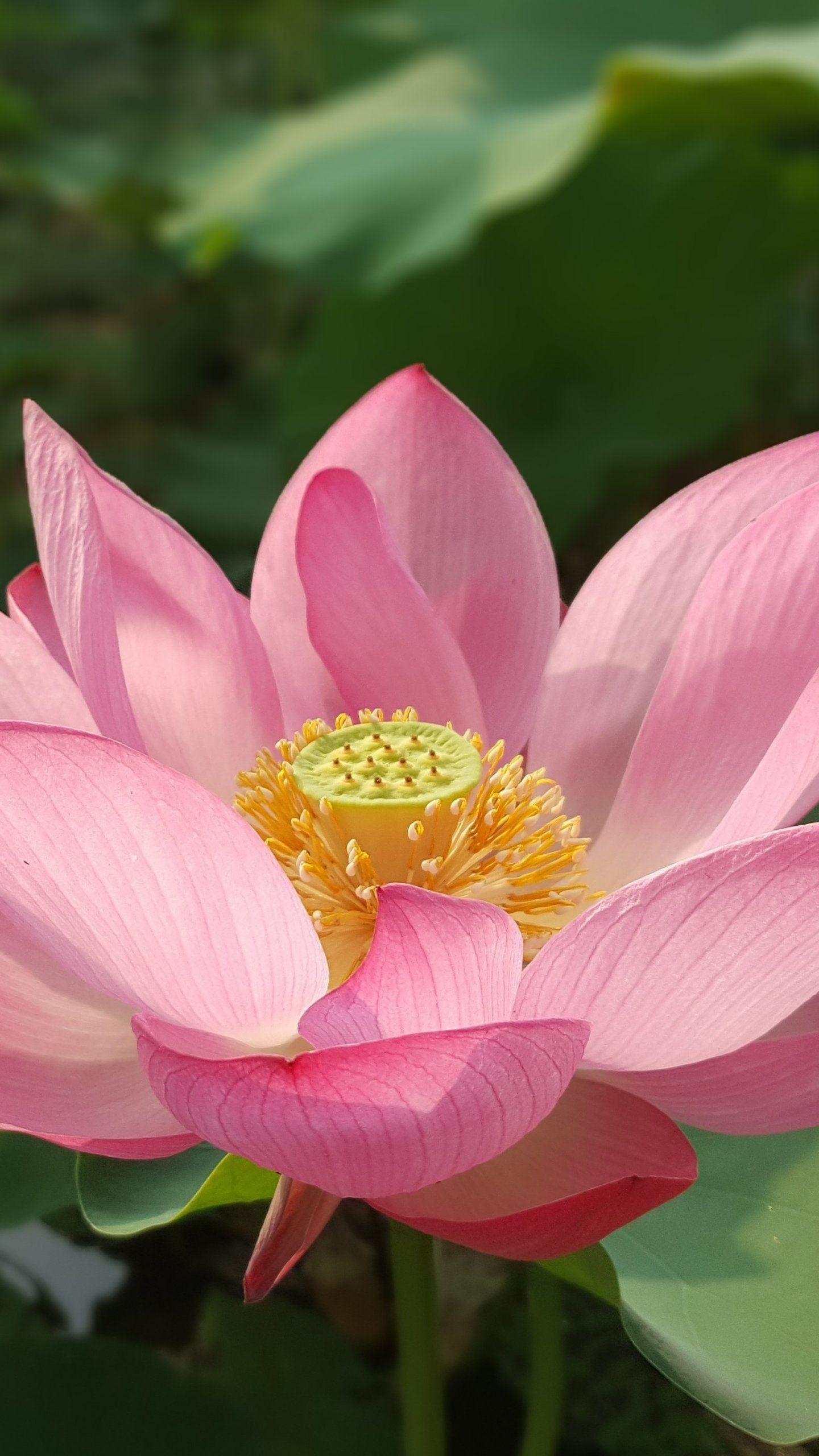 Lotus Flower Wallpapers