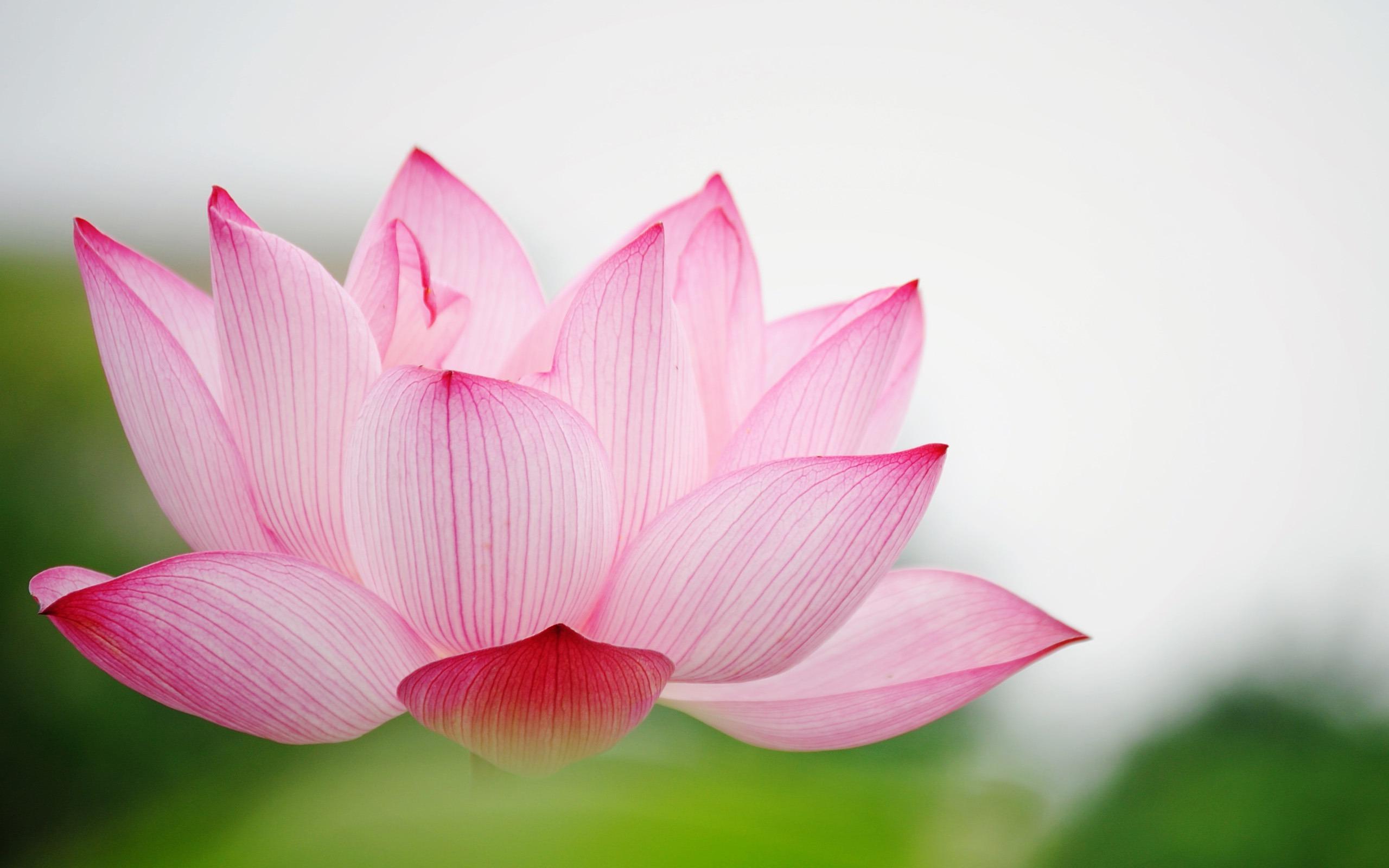 Lotus Flower Wallpapers