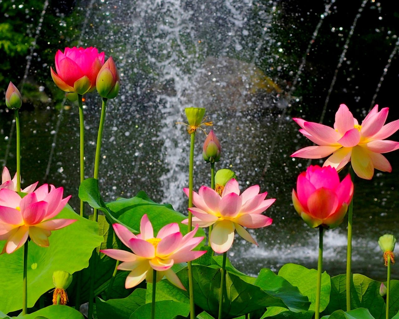 Lotus Flower Wallpapers