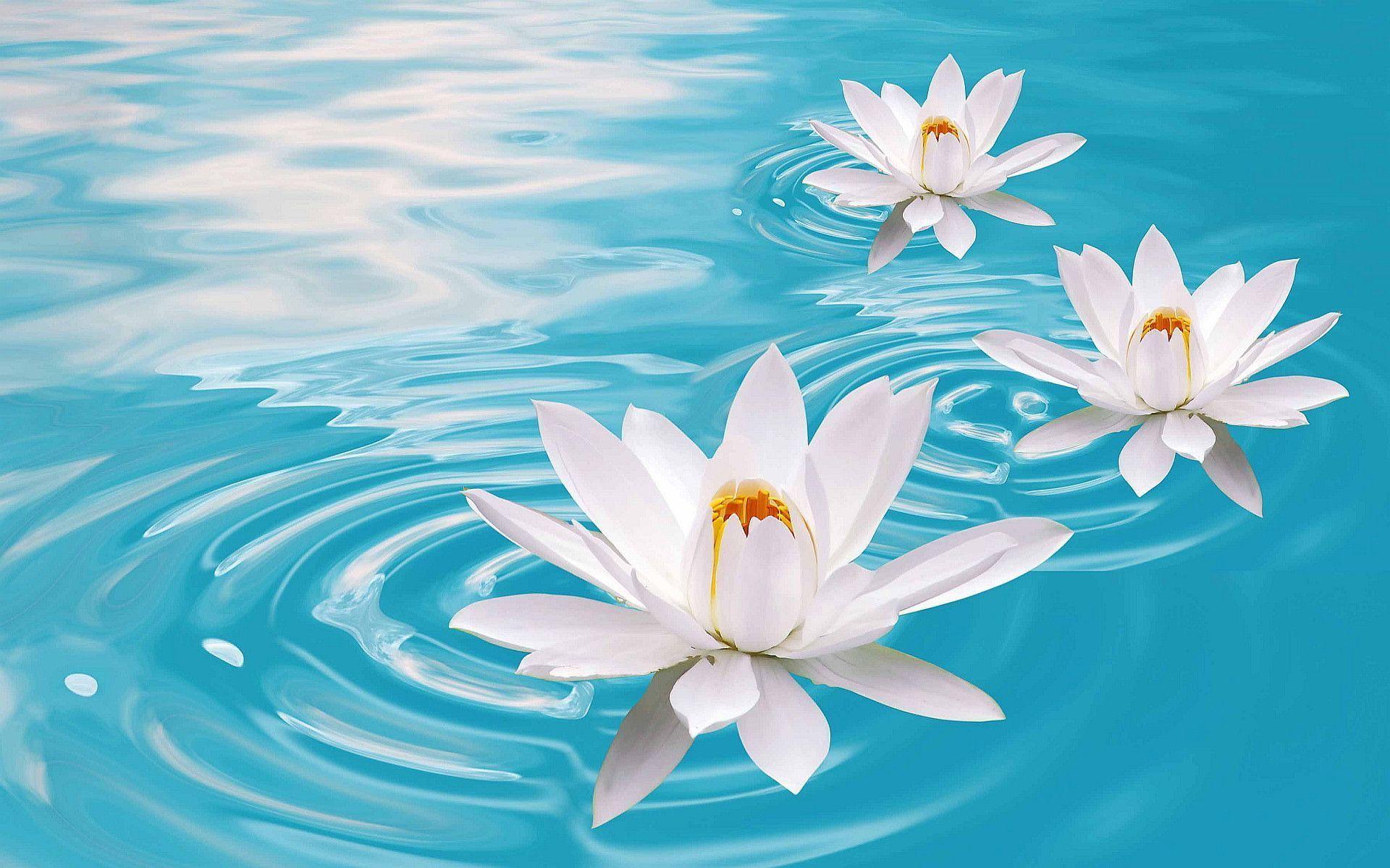 Lotus Flower Wallpapers