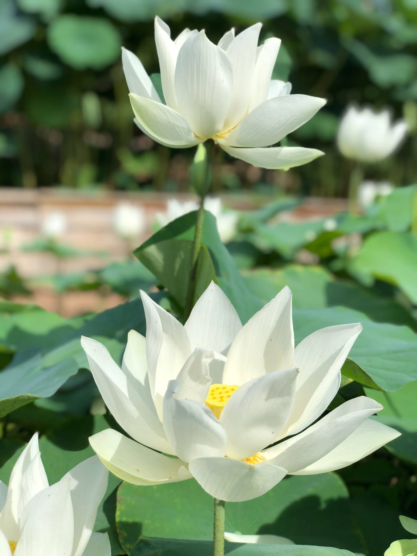 Lotus Flower Wallpapers