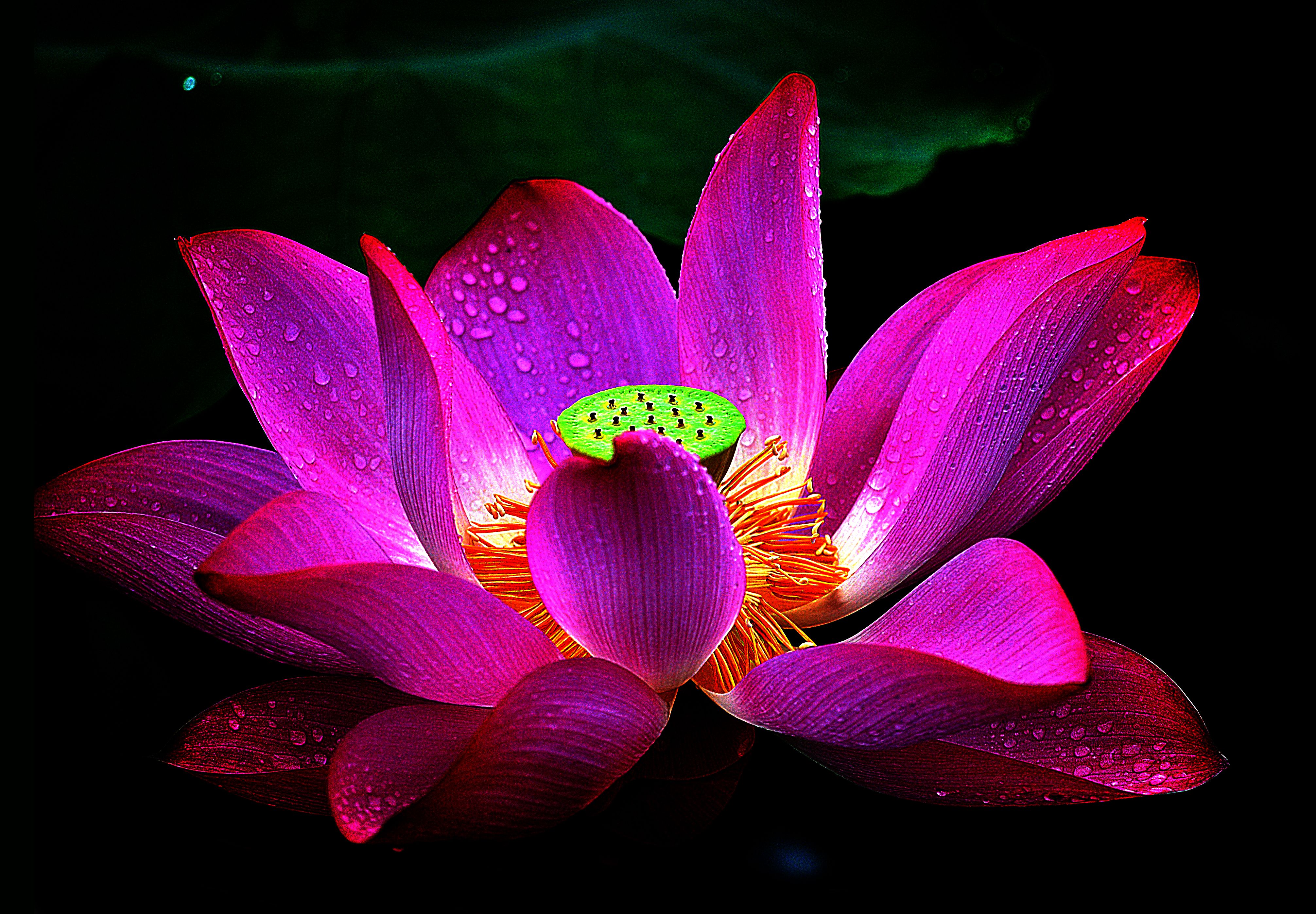 Lotus Flower Wallpapers