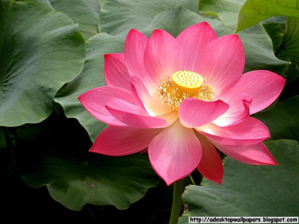 Lotus Flower Wallpapers