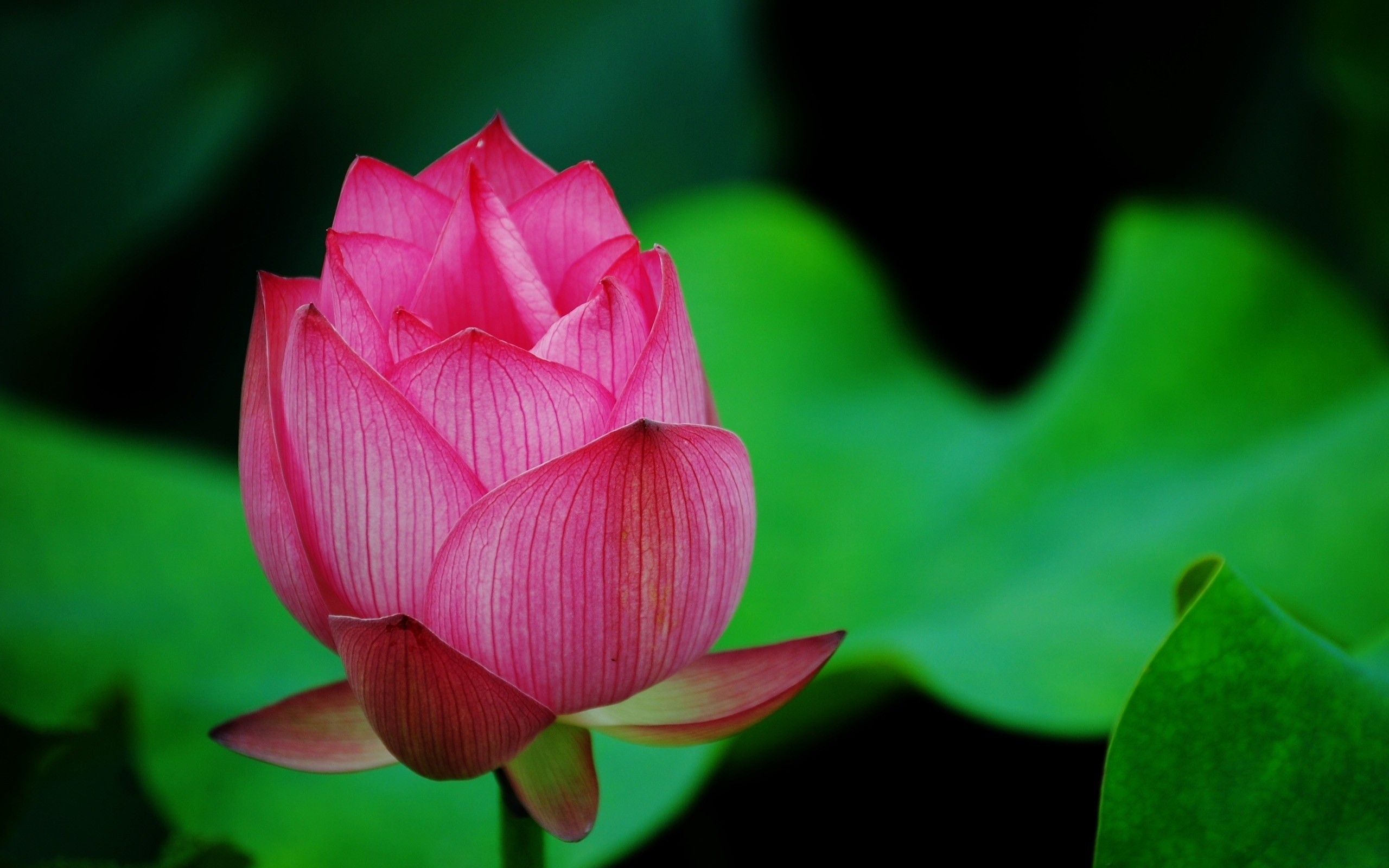 Lotus Flower Wallpapers