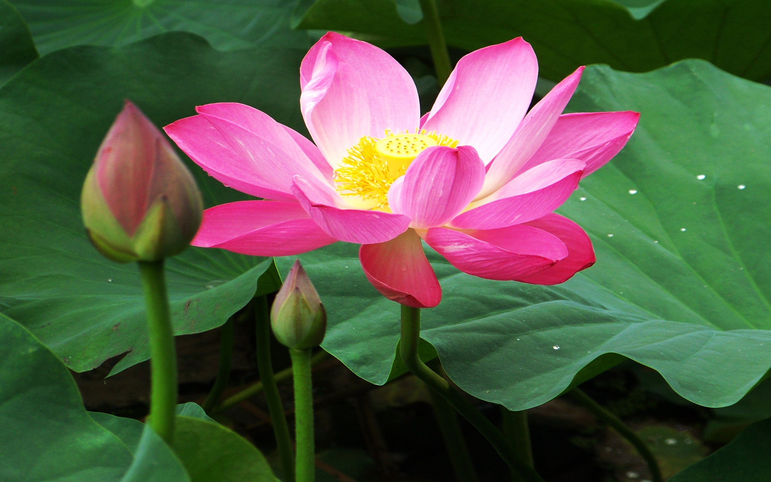 Lotus Flower Wallpapers