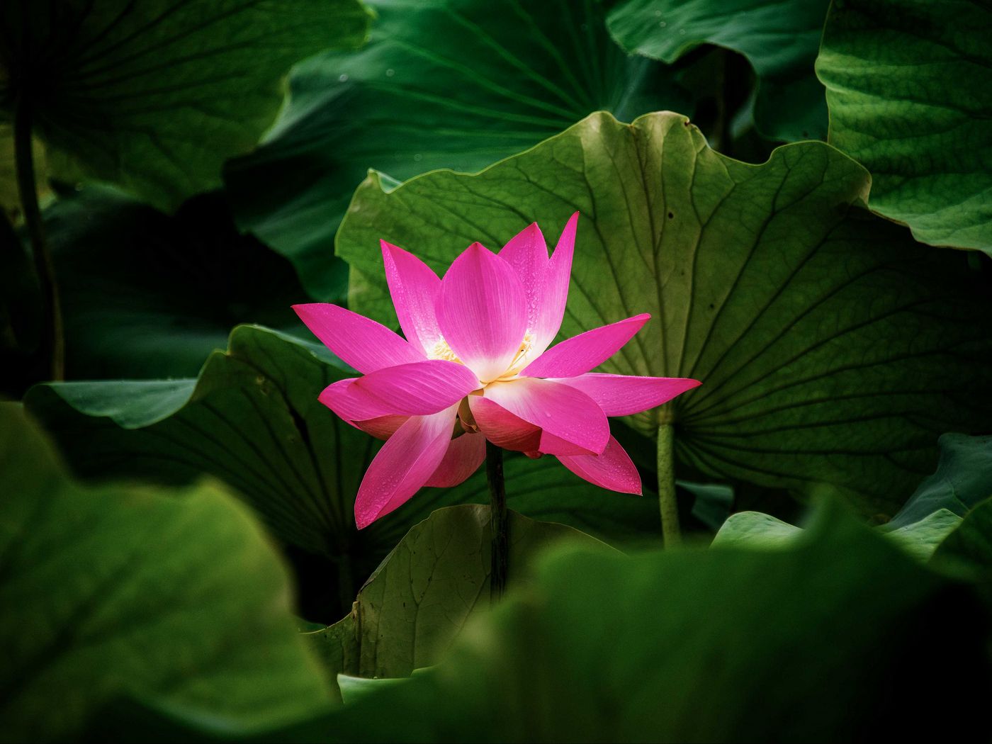 Lotus Flower Wallpapers