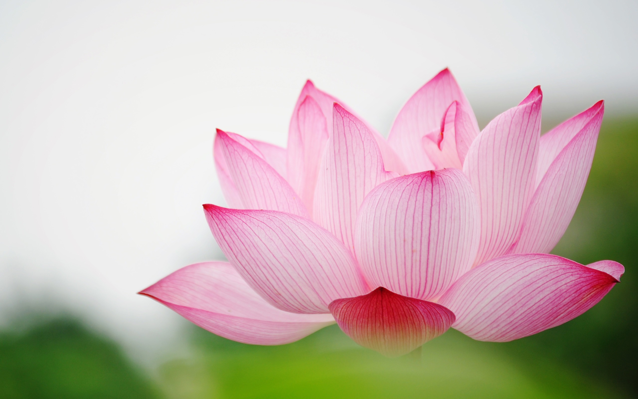 Lotus Flower Wallpapers