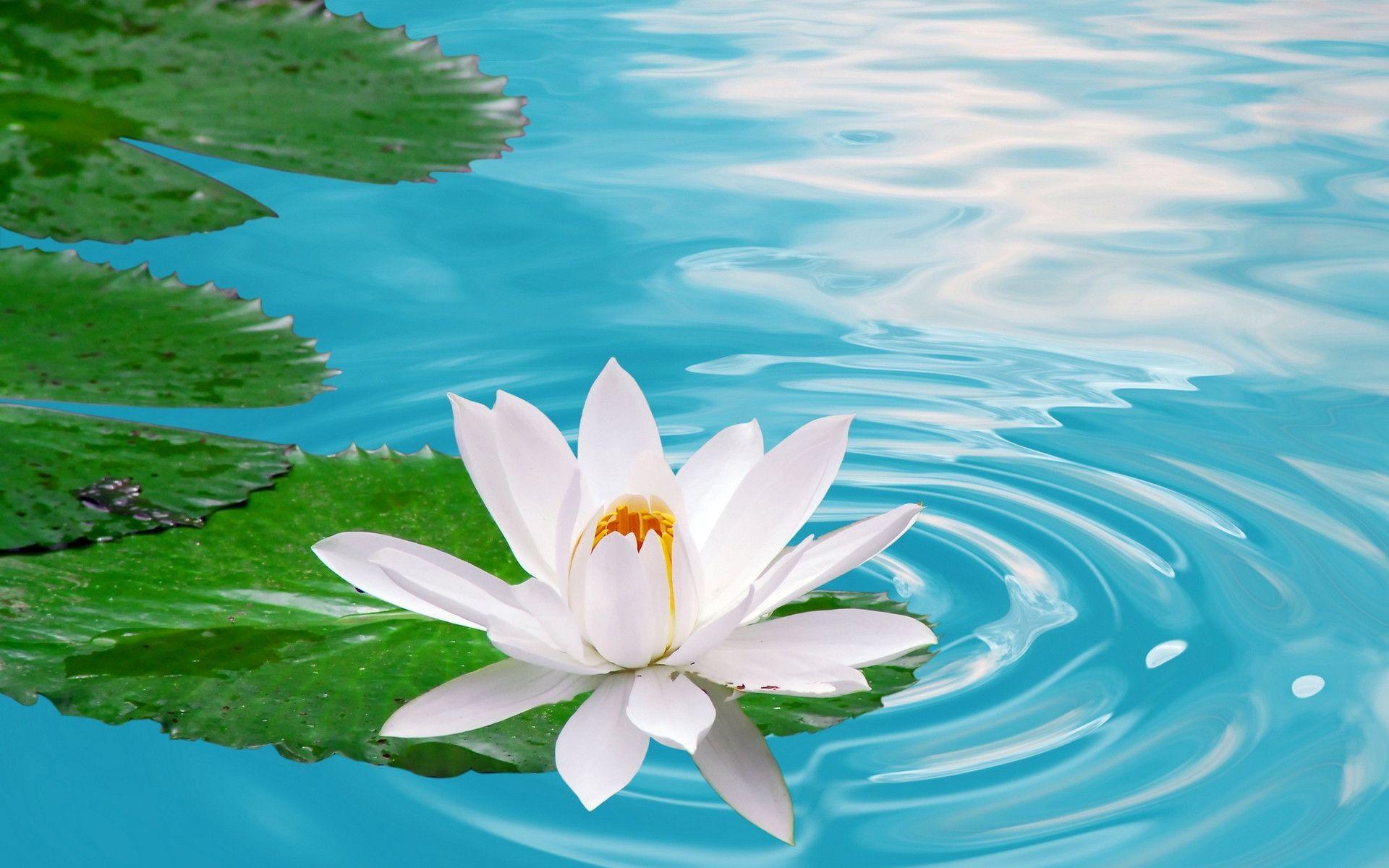 Lotus Flower Wallpapers