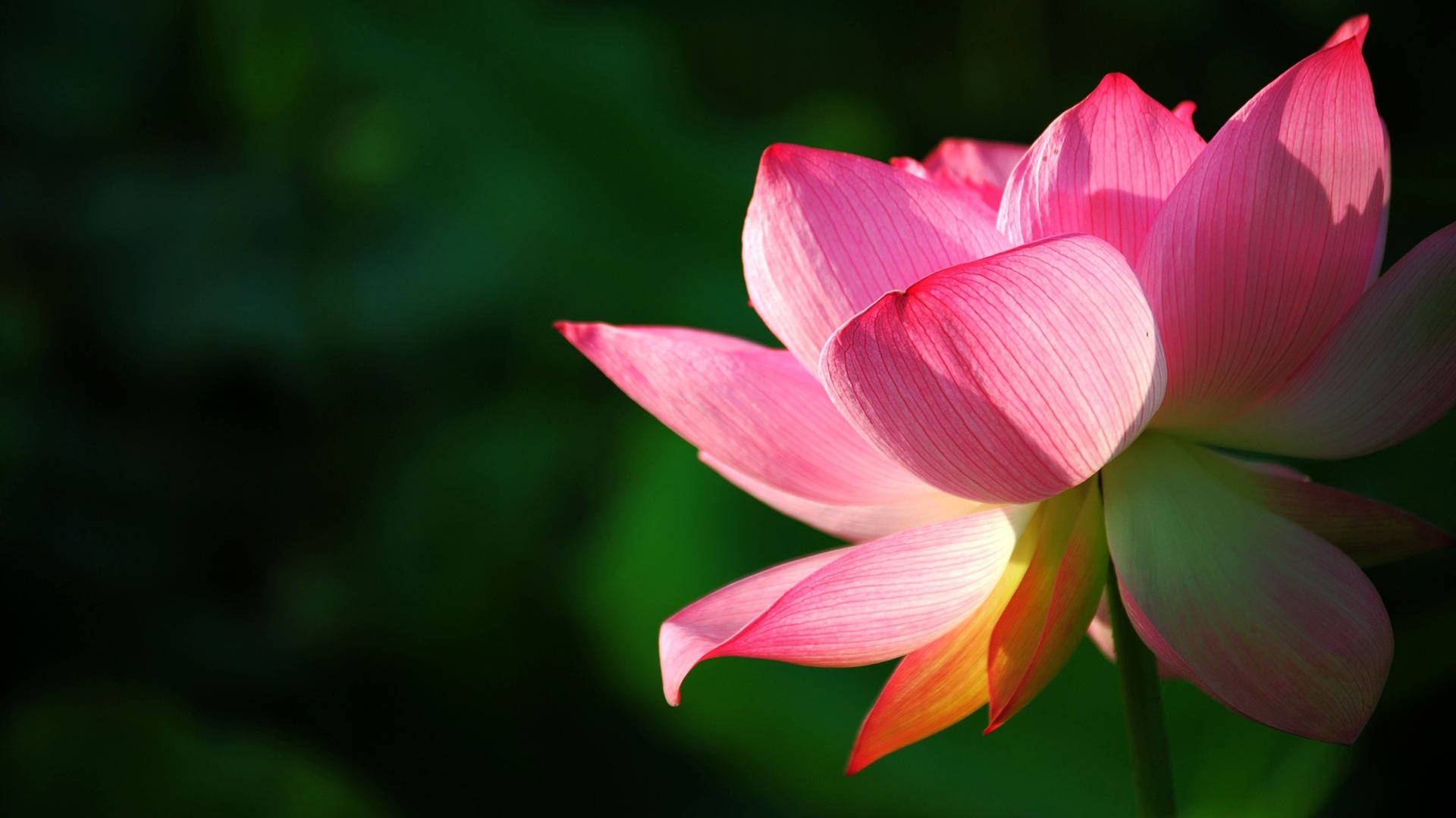 Lotus Flower Wallpapers