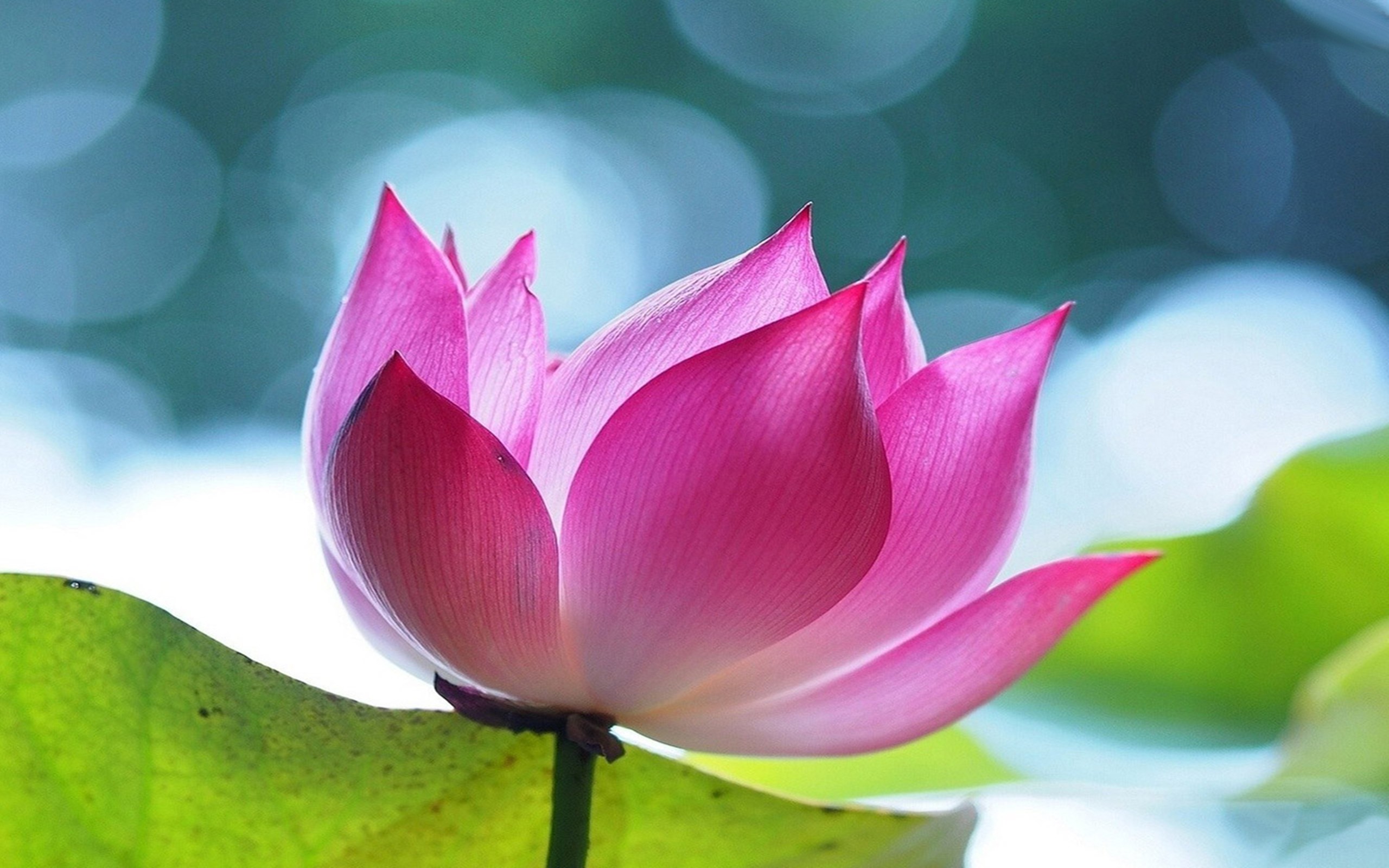 Lotus Flower Wallpapers