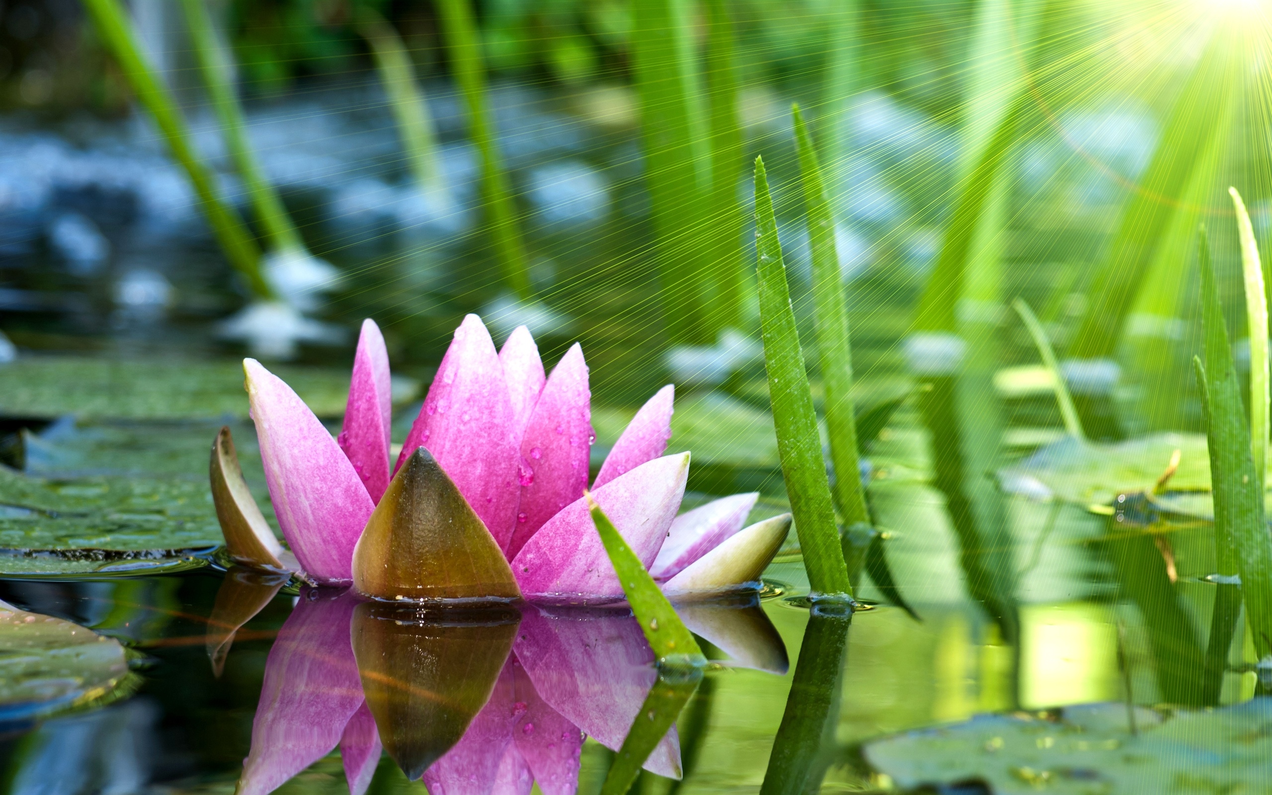 Lotus Flower Wallpapers