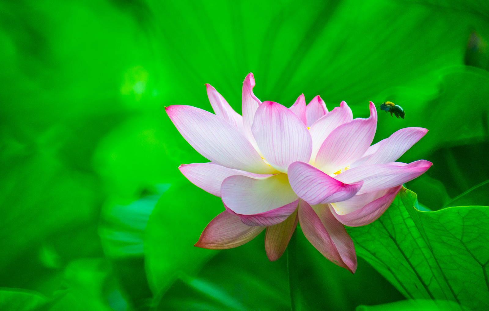 Lotus Flower Wallpapers