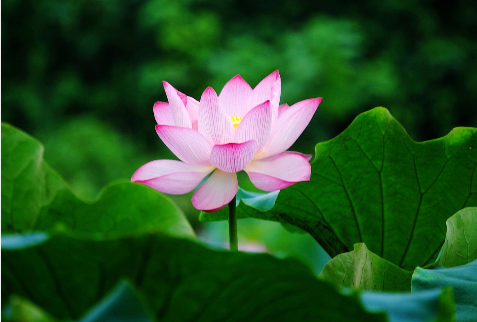 Lotus Flower Wallpapers