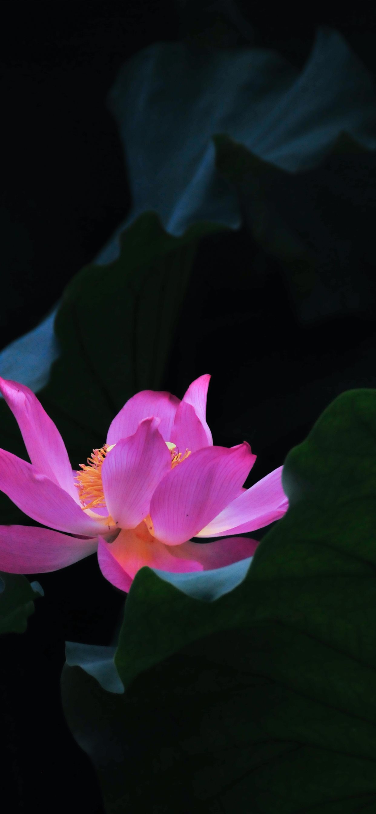 Lotus Flower Wallpapers