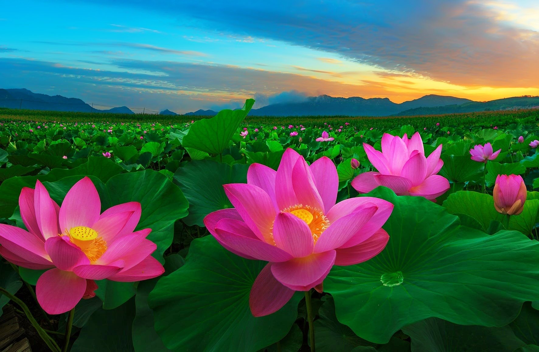 Lotus Flower Wallpapers