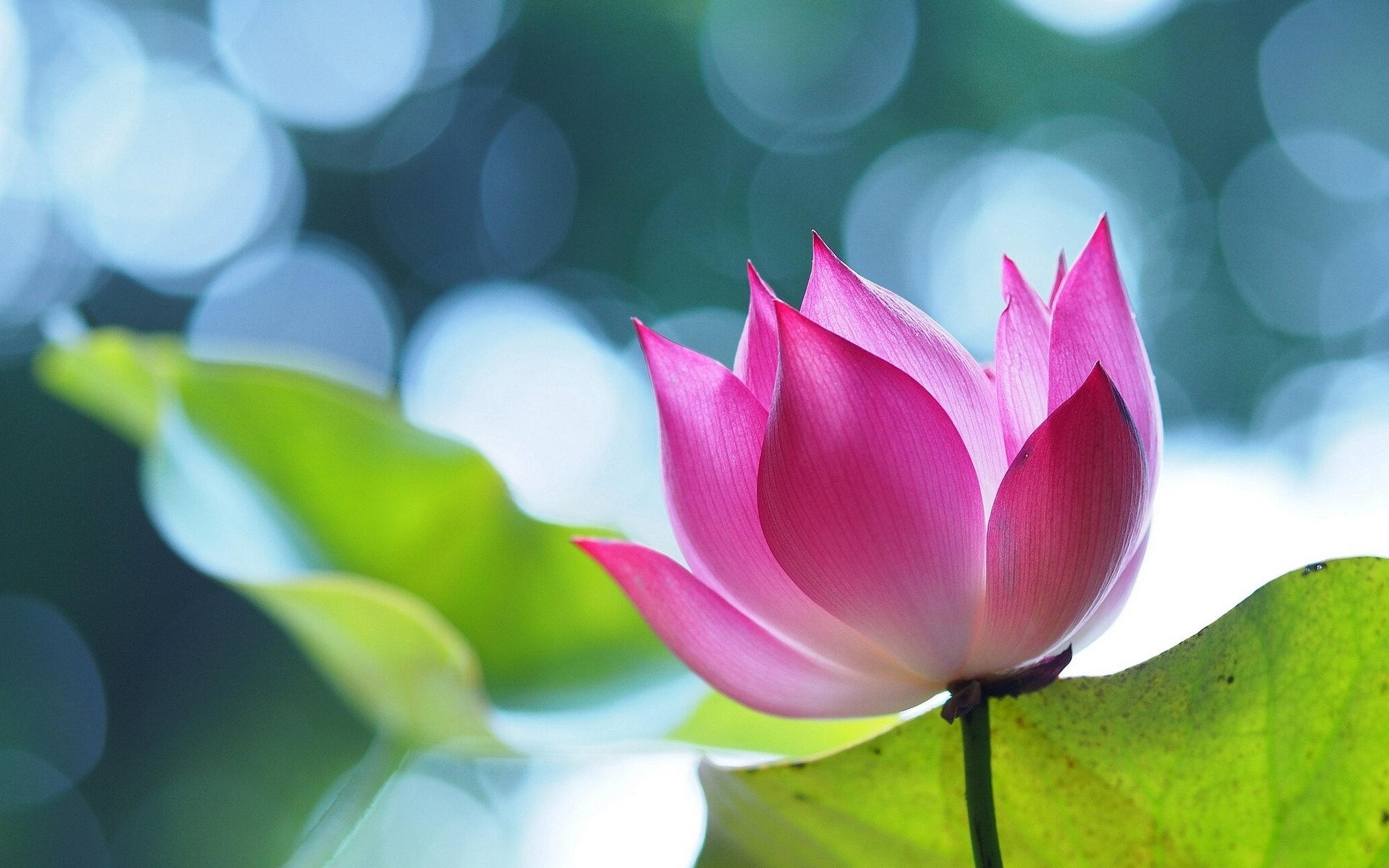 Lotus Flower Wallpapers