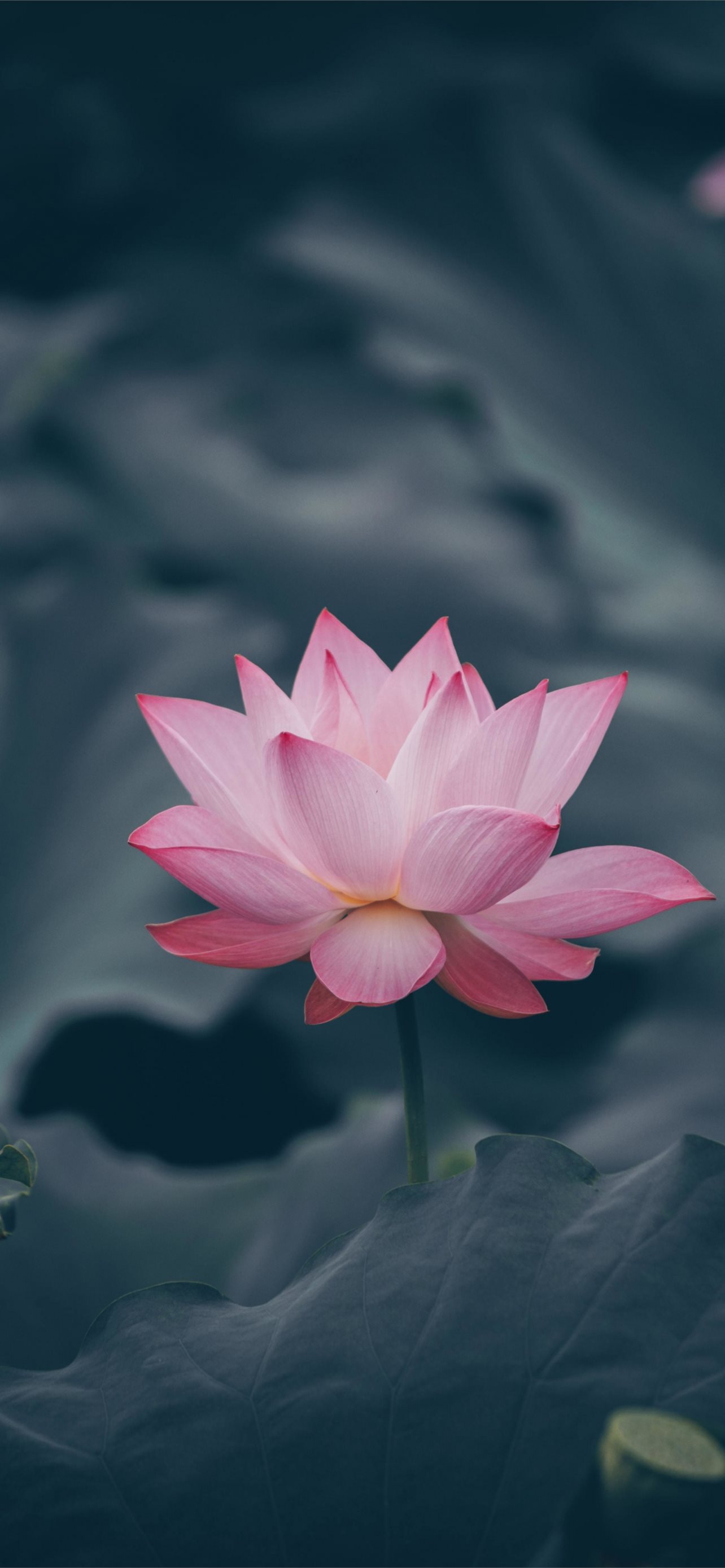 Lotus Flower Wallpapers