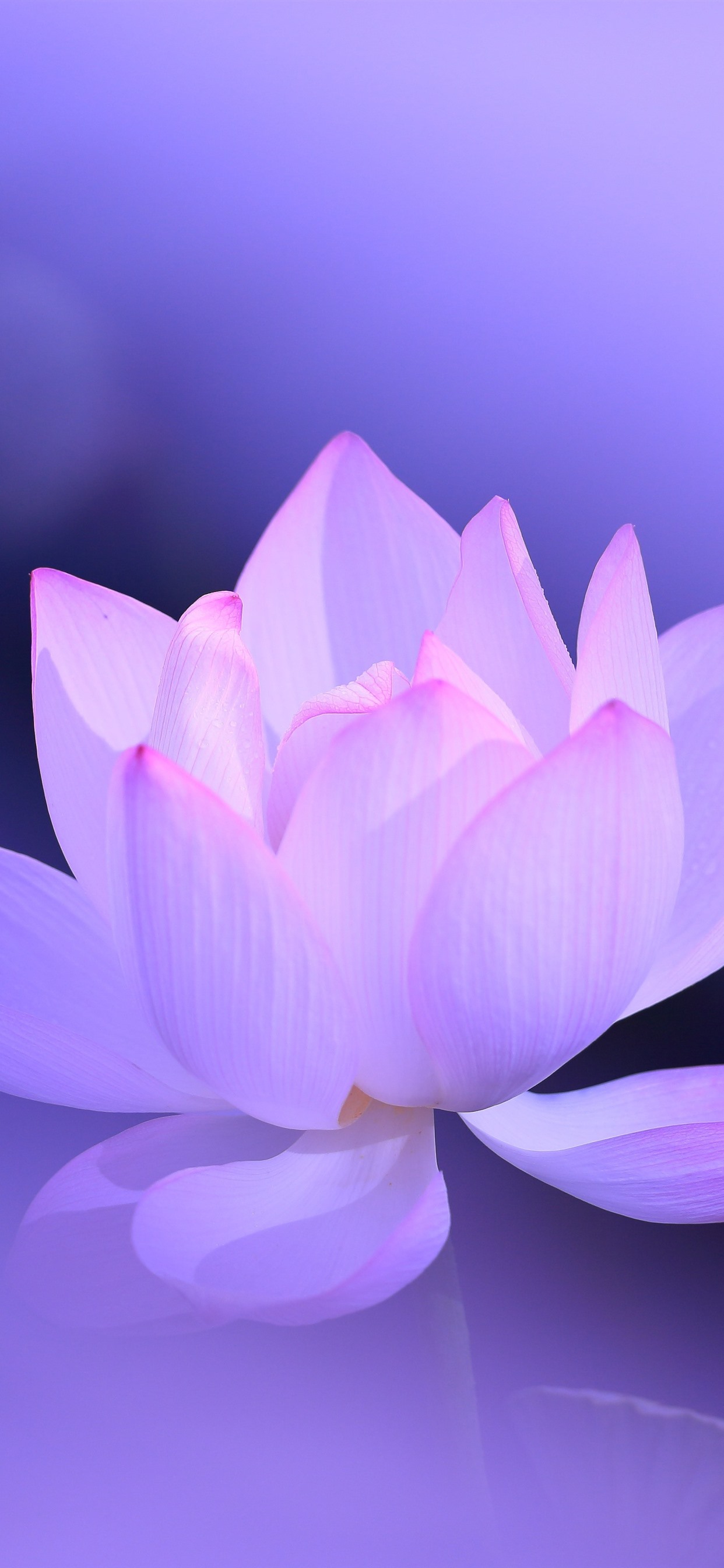 Lotus Flower Wallpapers