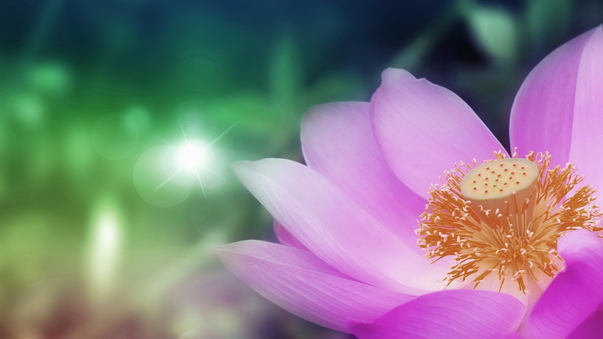 Lotus Flower Wallpapers