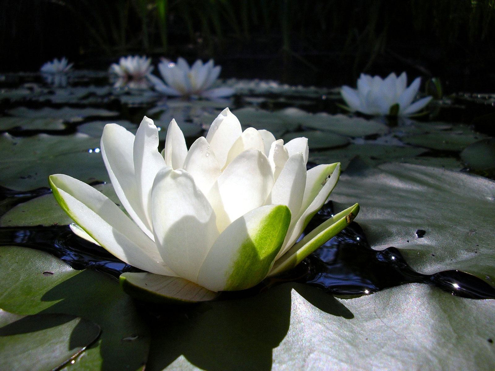 Lotus Flower Wallpapers