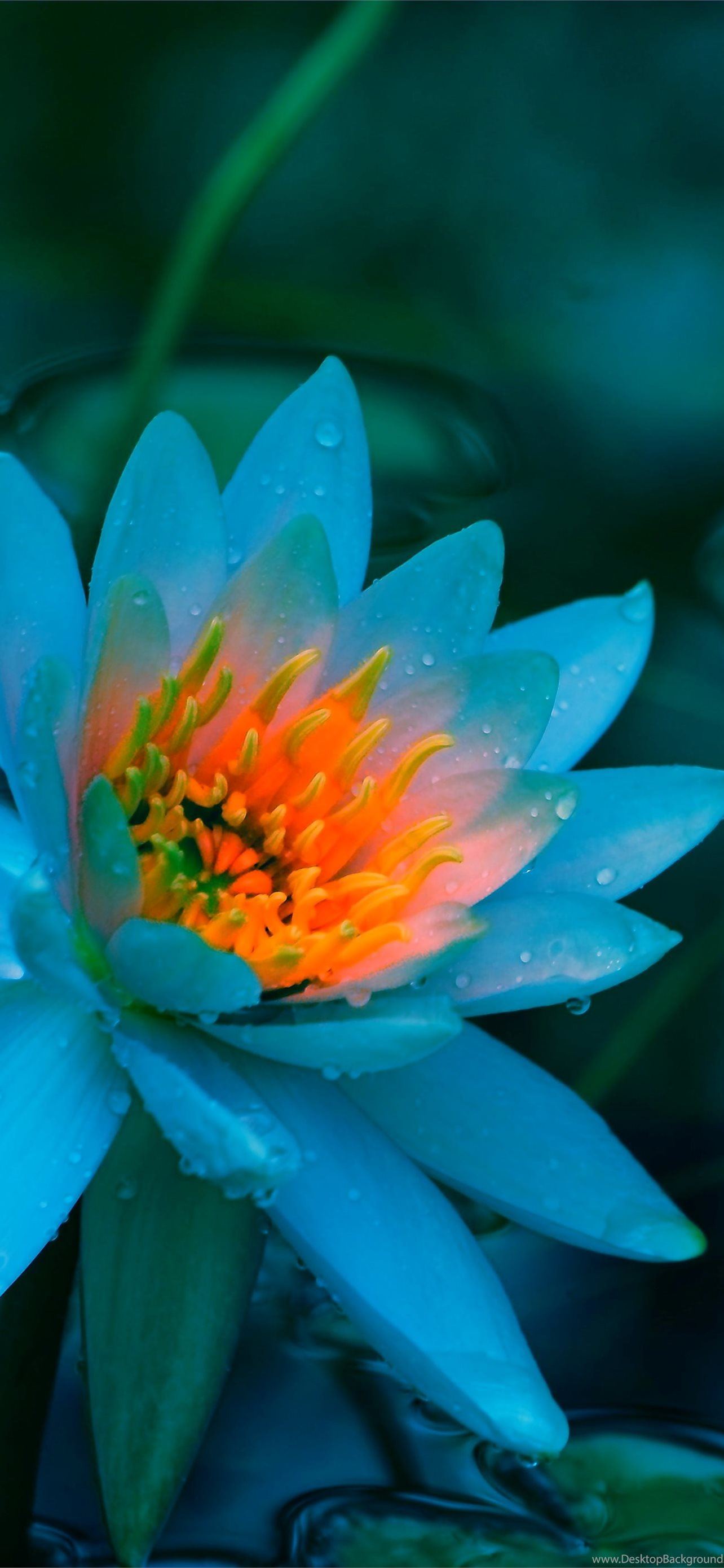 Lotus Flower Wallpapers