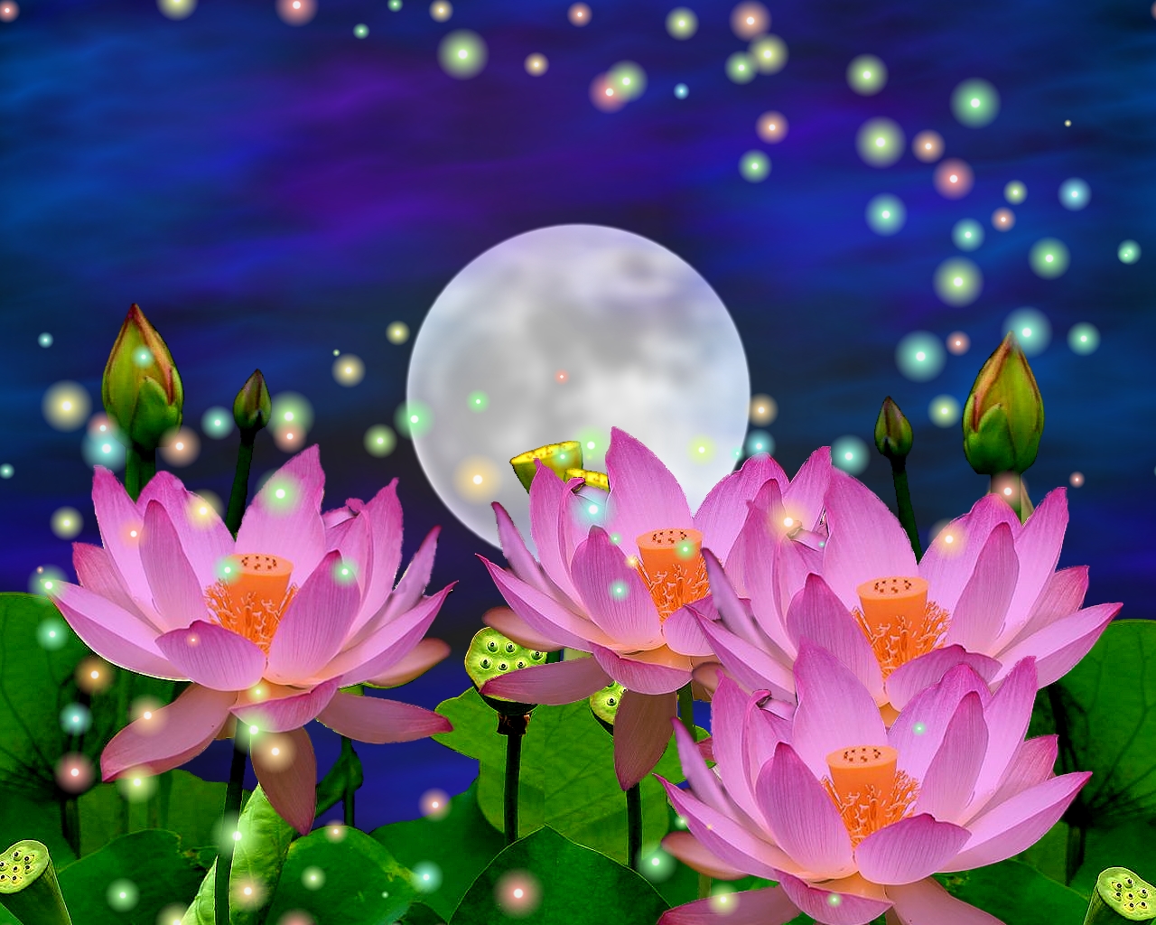 Lotus Flower Wallpapers