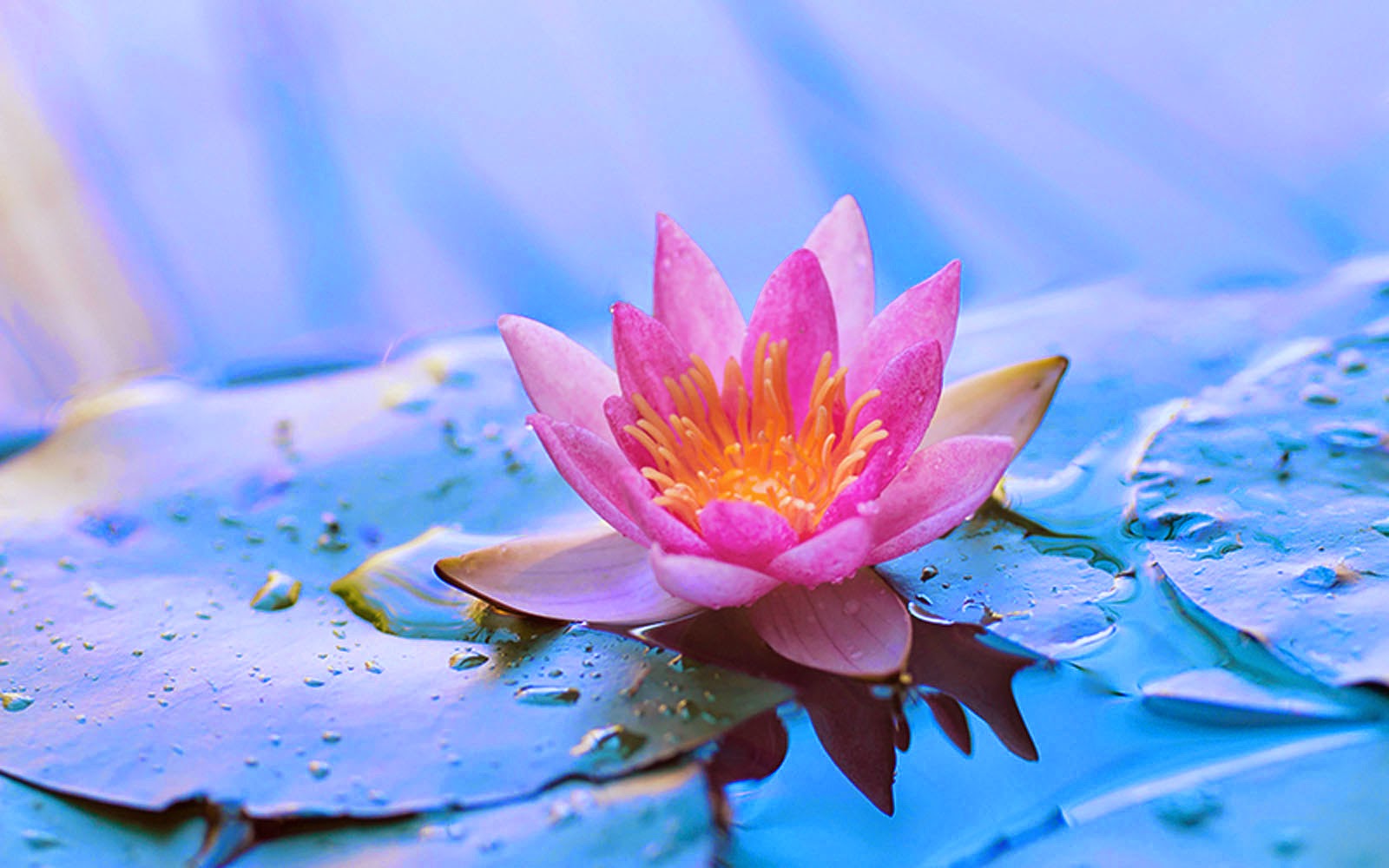 Lotus Flower Wallpapers