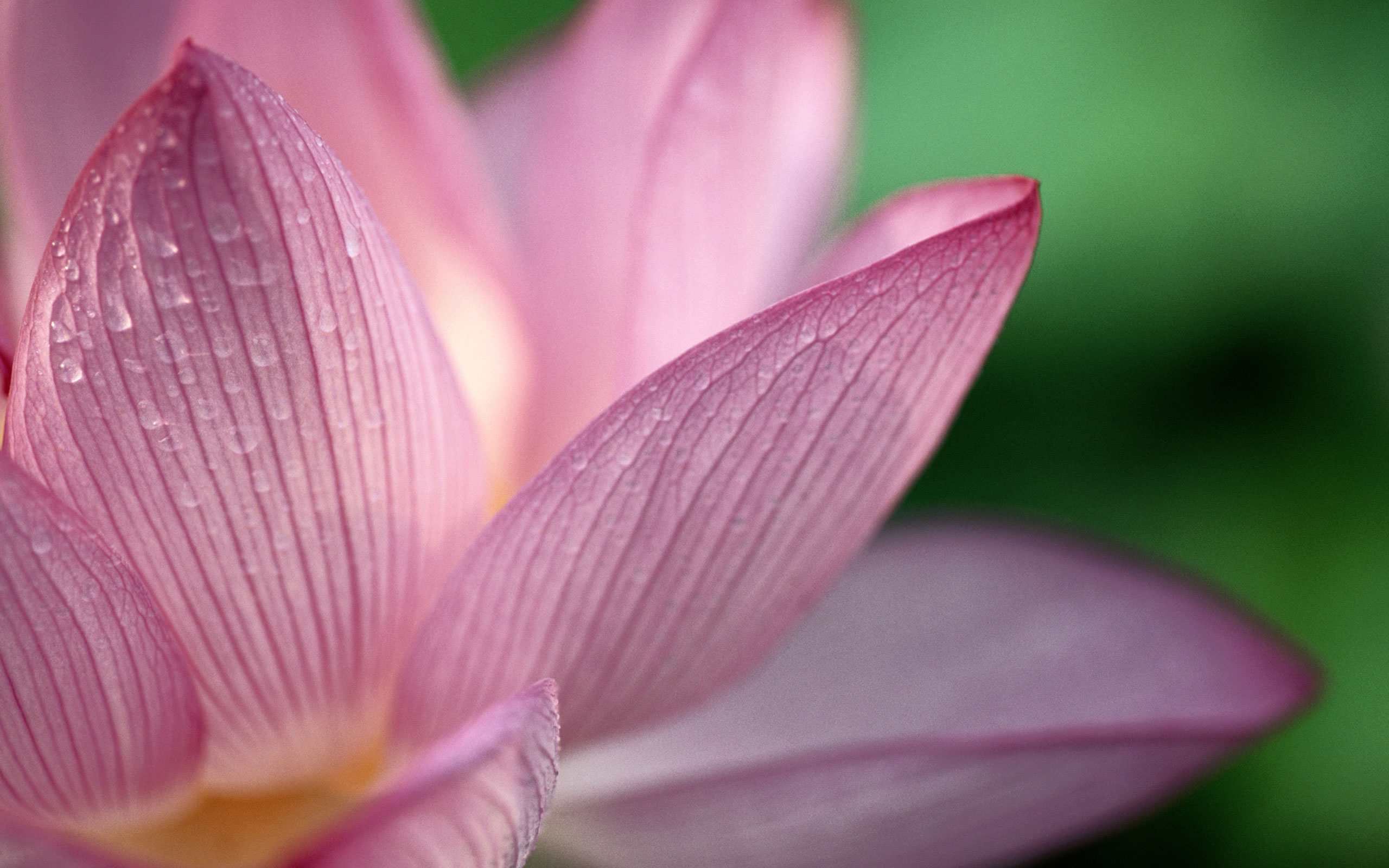 Lotus Flower Wallpapers