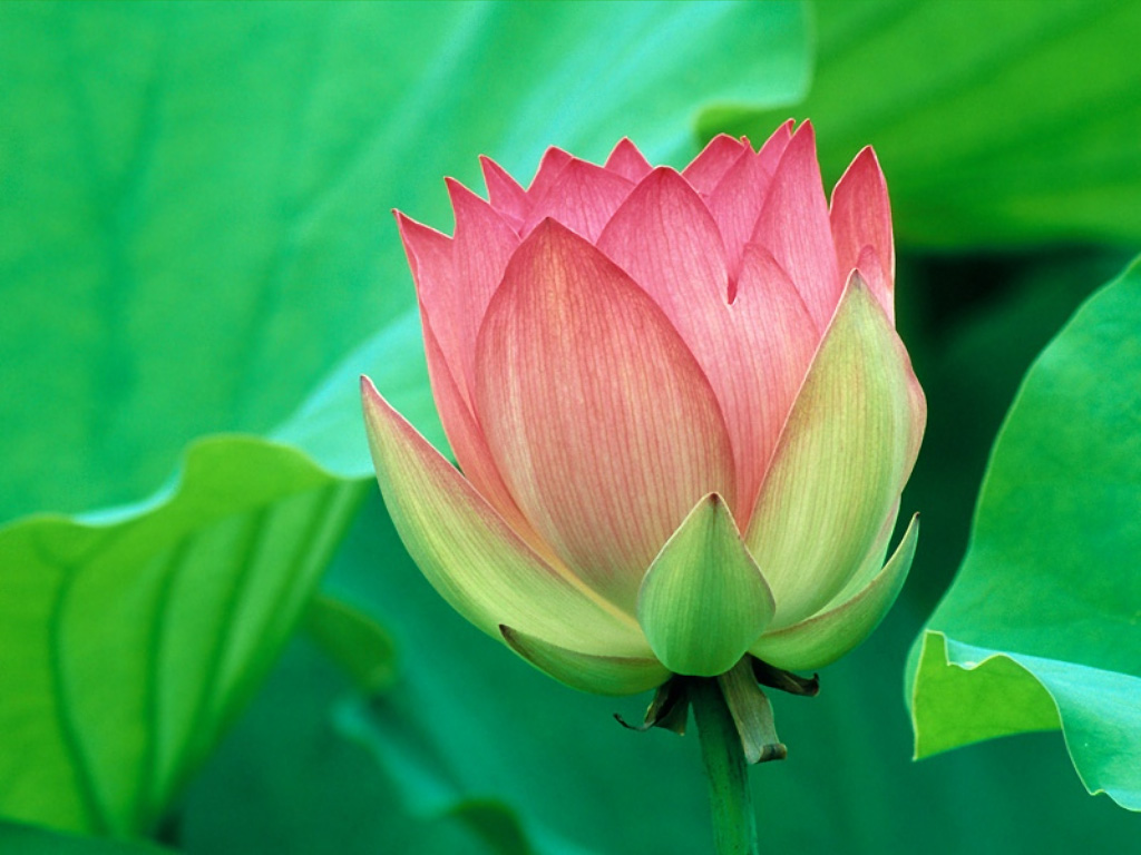 Lotus Flower Wallpapers