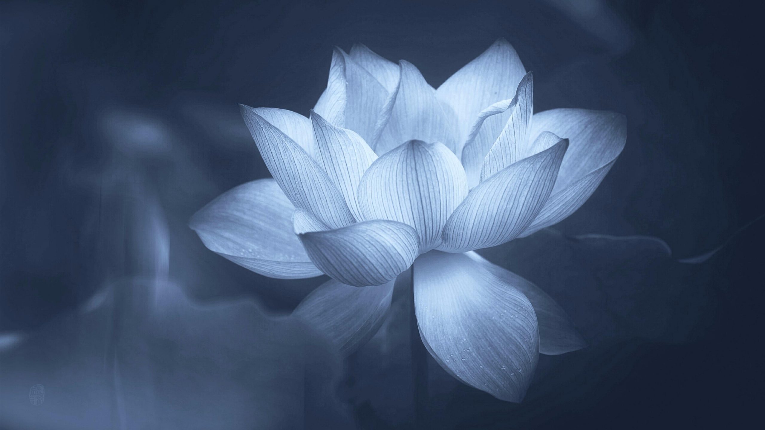 Lotus Flower Wallpapers