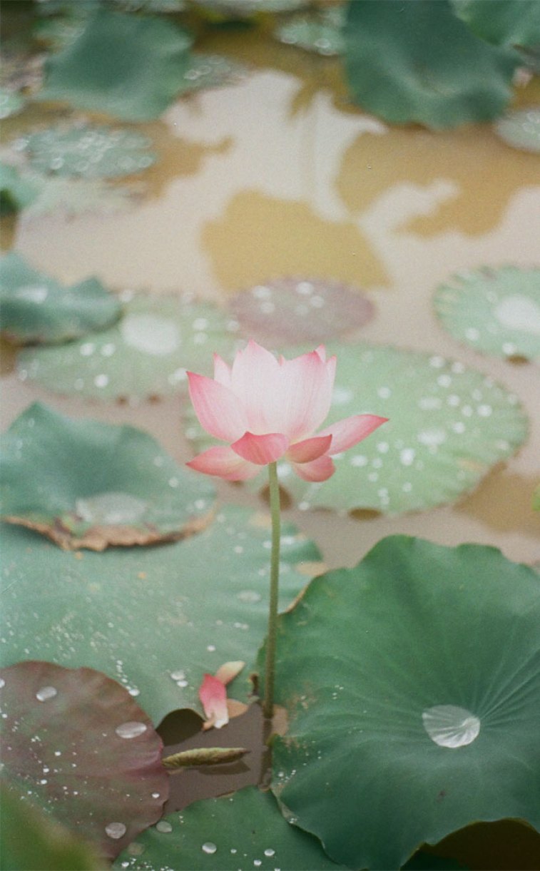 Lotus Iphone Wallpapers