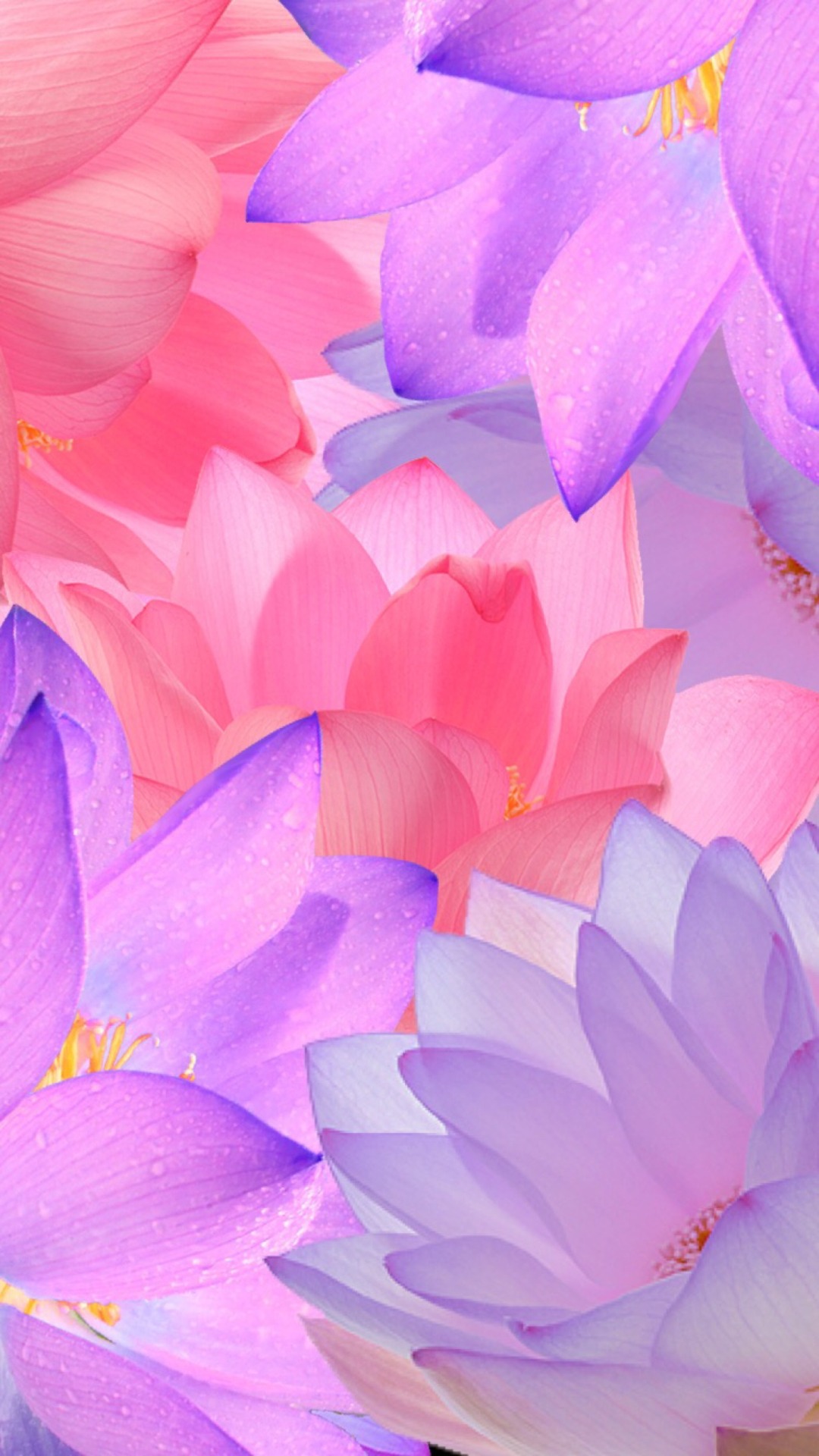 Lotus Iphone Wallpapers
