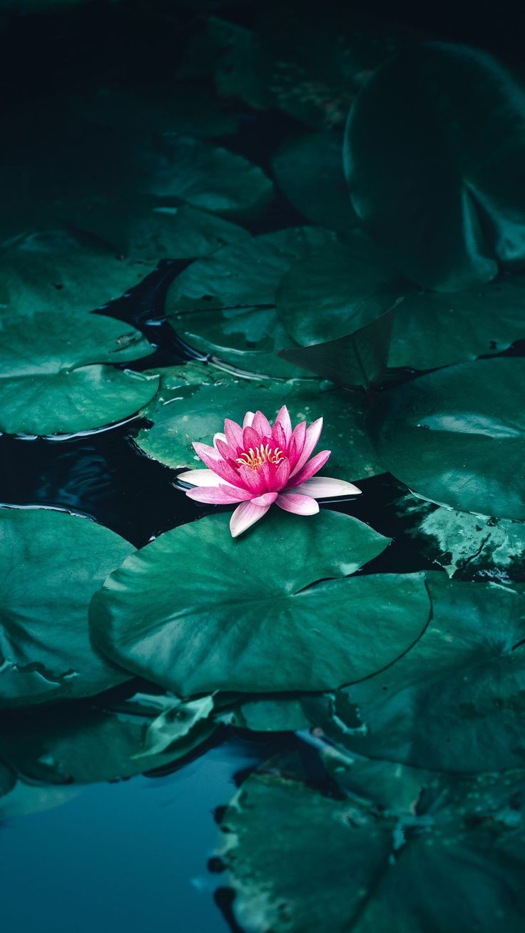 Lotus Iphone Wallpapers