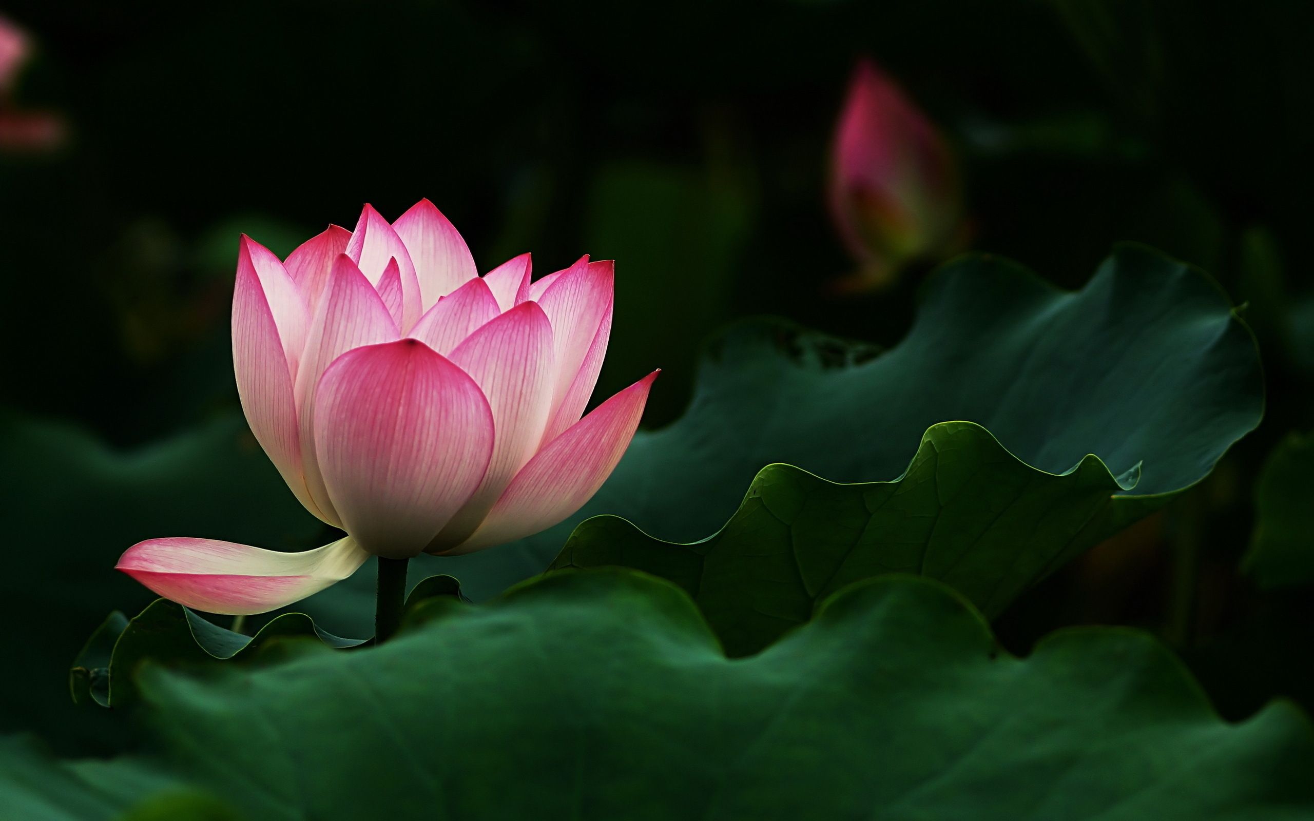 Lotus Logo Wallpapers