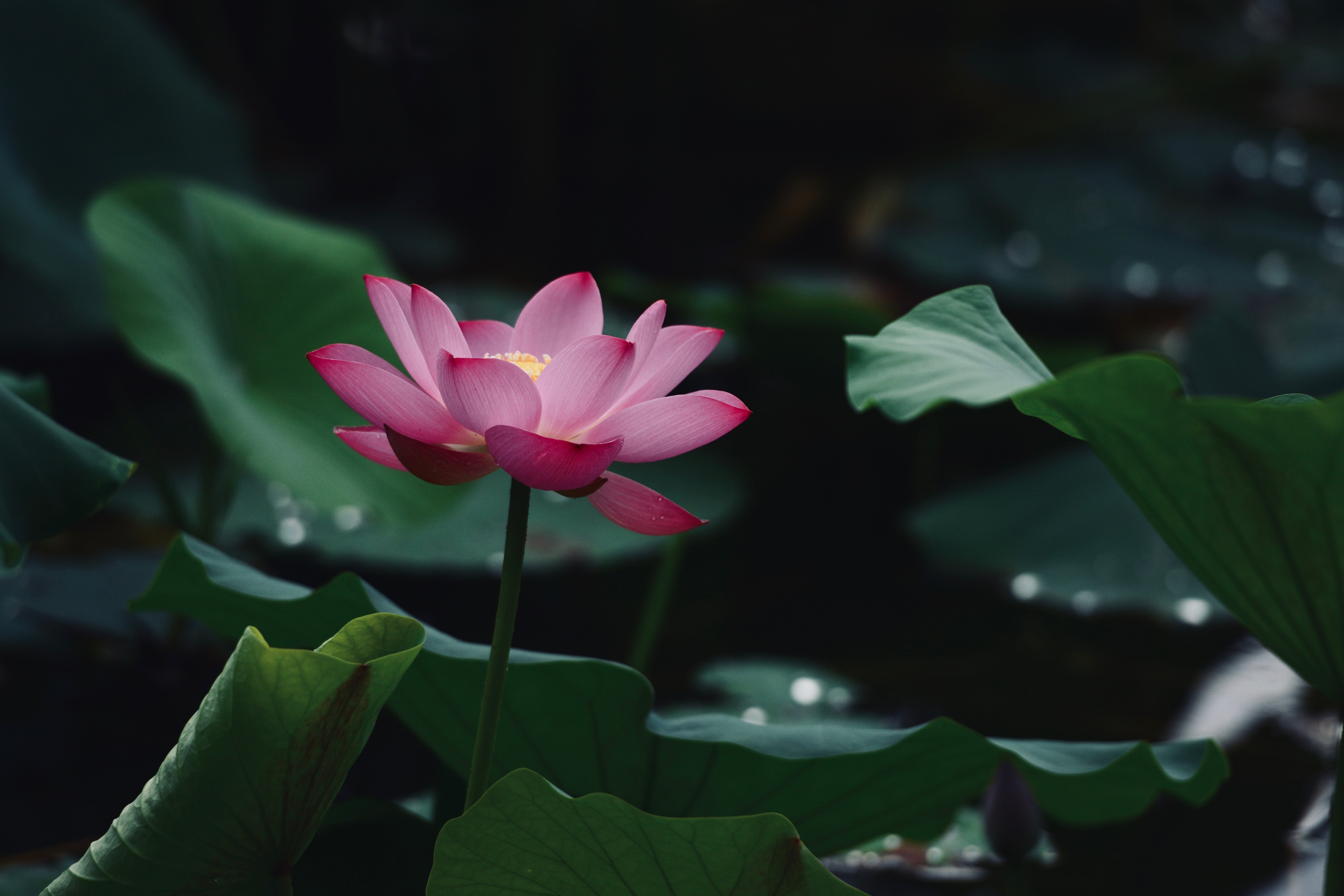 Lotus Logo Wallpapers