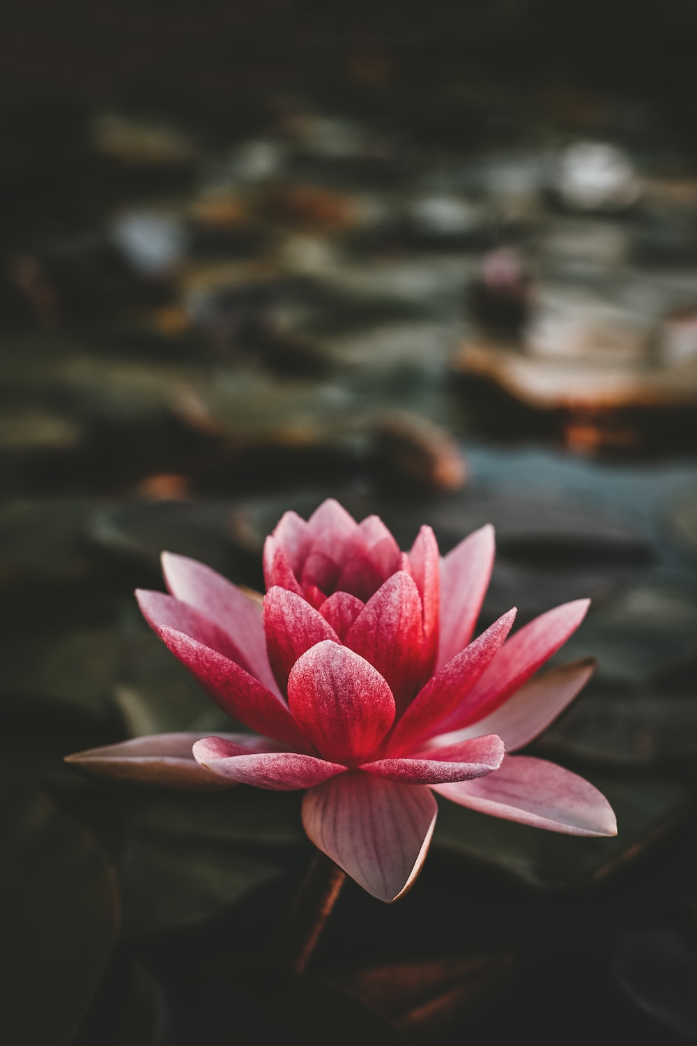 Lotus Wallpapers