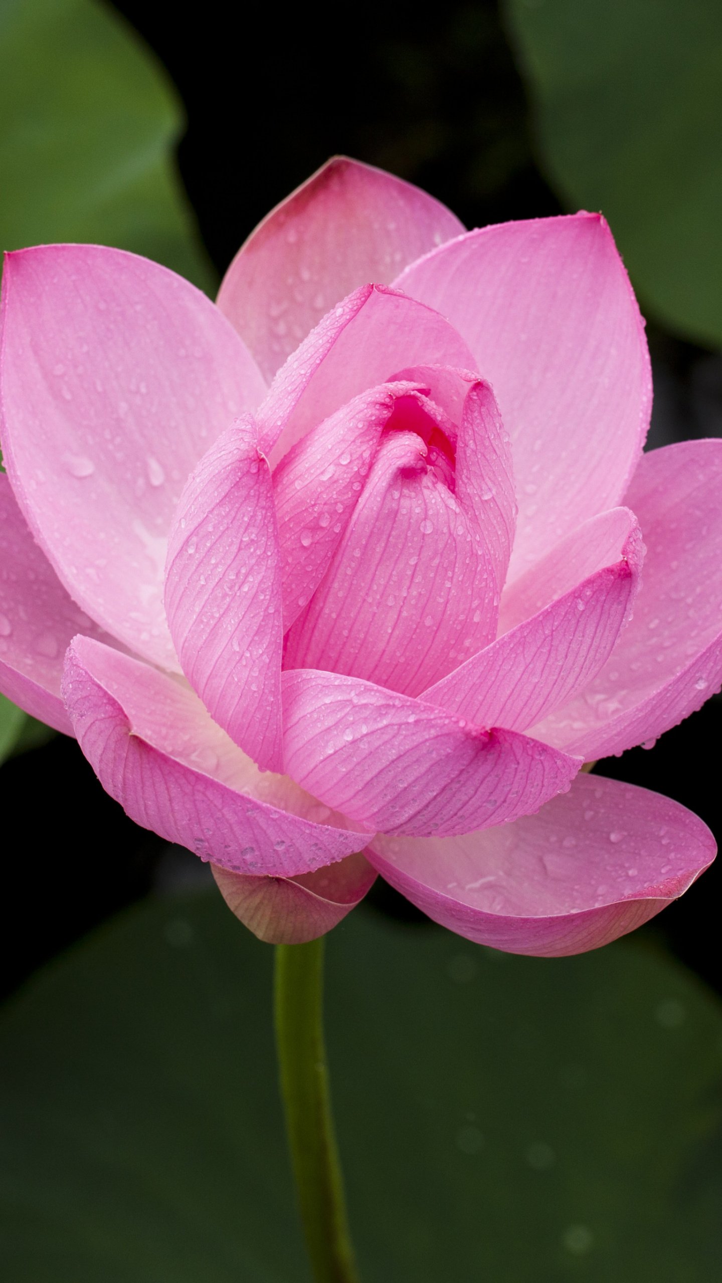 Lotus Wallpapers