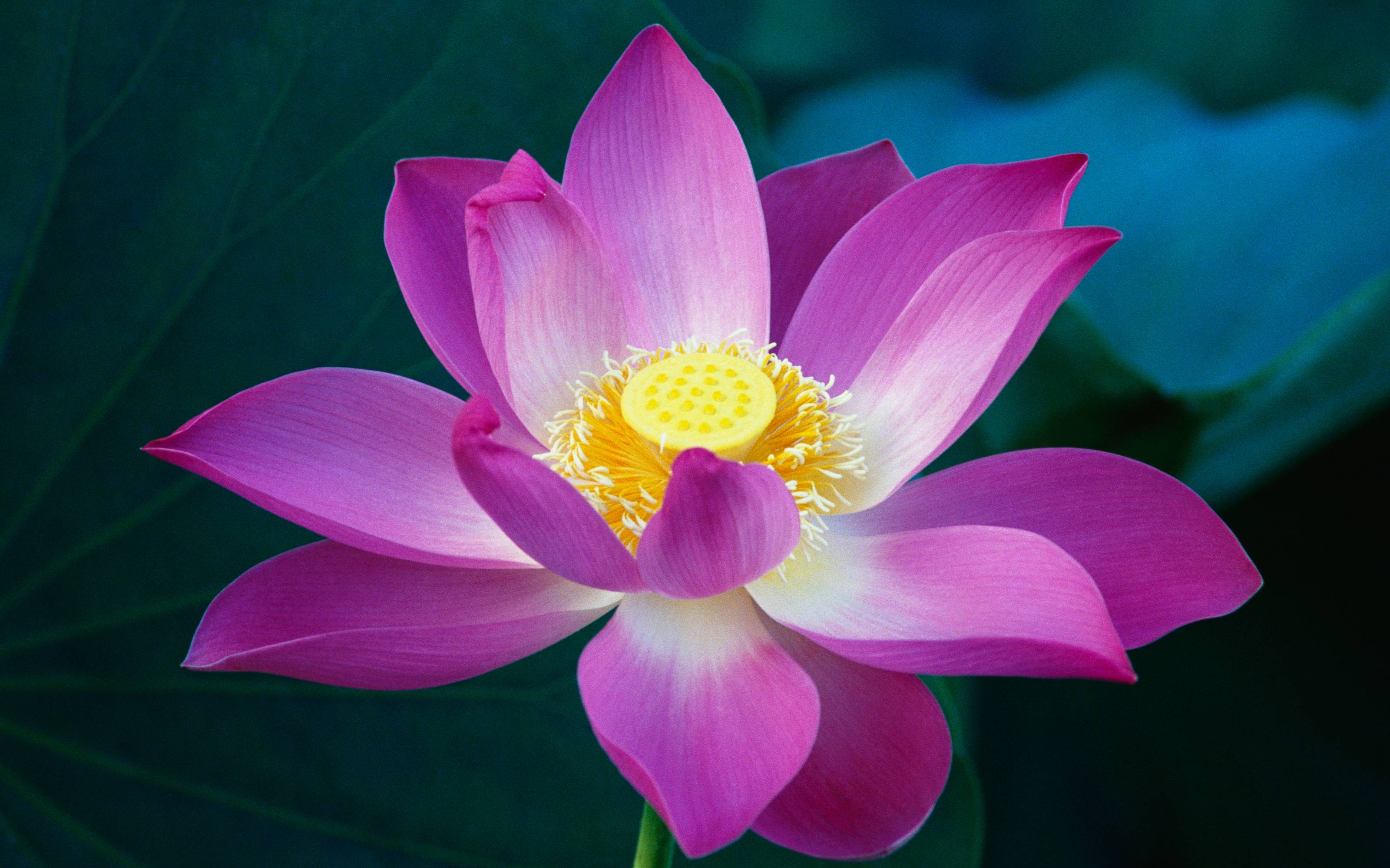 Lotus Wallpapers