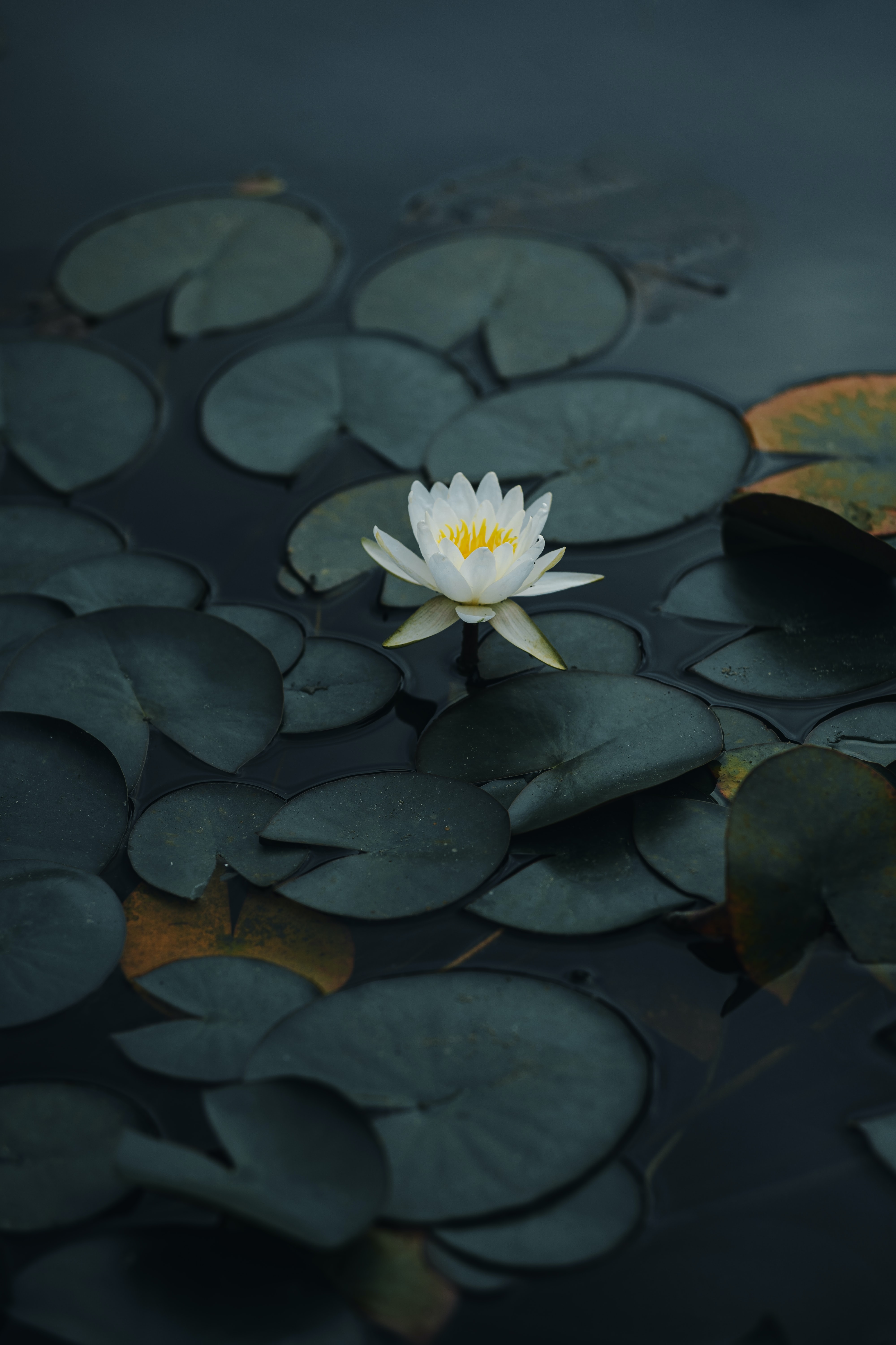 Lotus Wallpapers