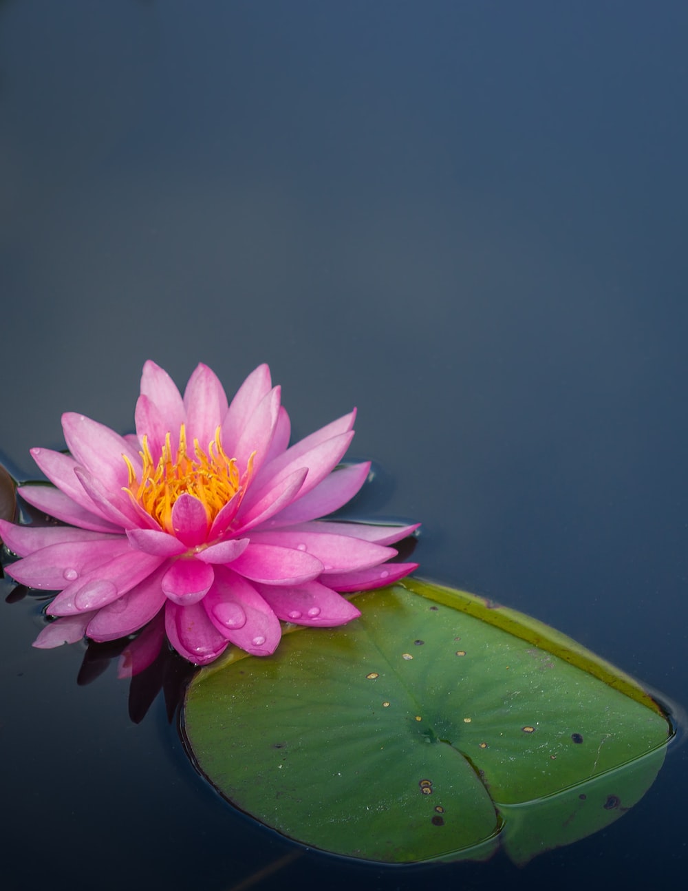 Lotus Wallpapers